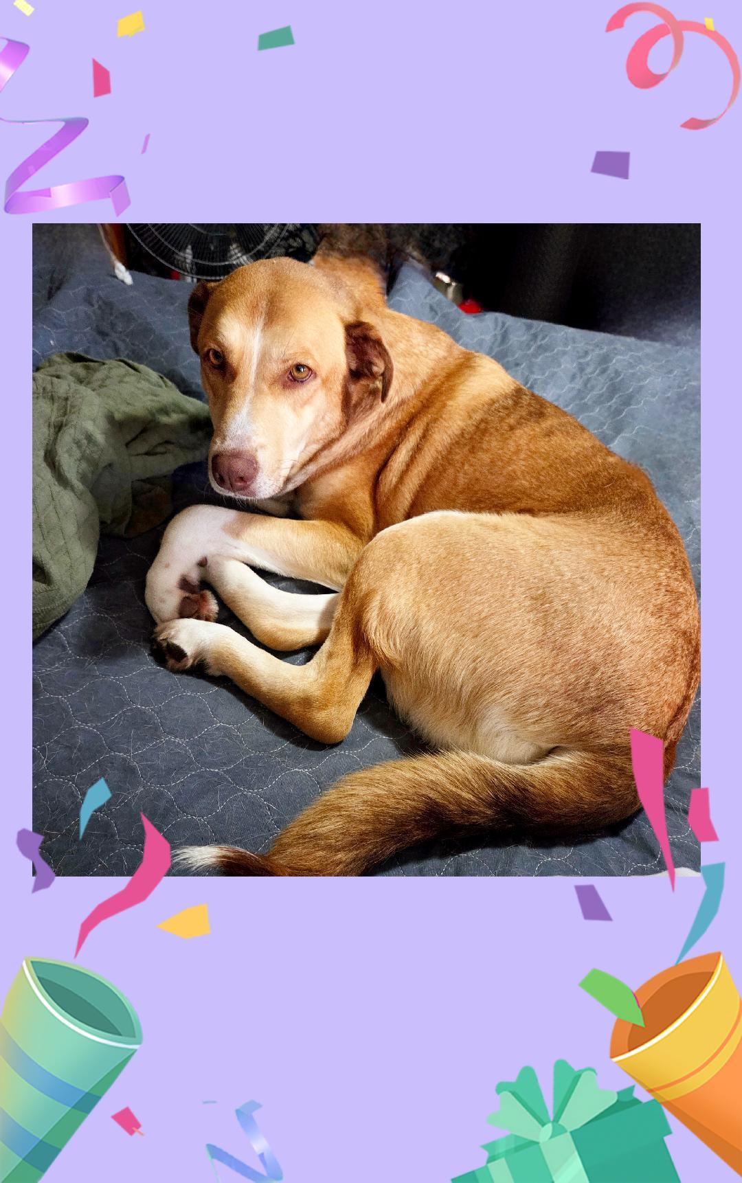 Enlarge Sienna A+, a Adoptable mixed breed in Lake Geneva, WI image 3/6