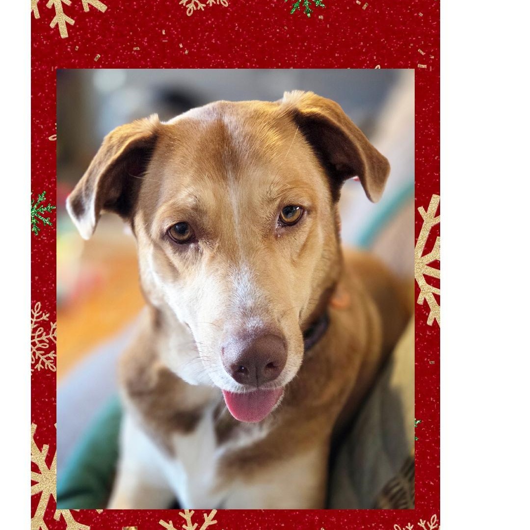 Sienna A+, Adoptable, Adult Female Collie.