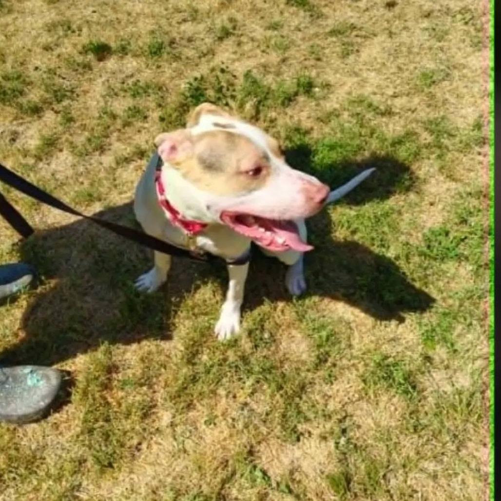 Enlarge Bullseye, a Adoptable mixed breed in Hope Mills, NC image 1/1