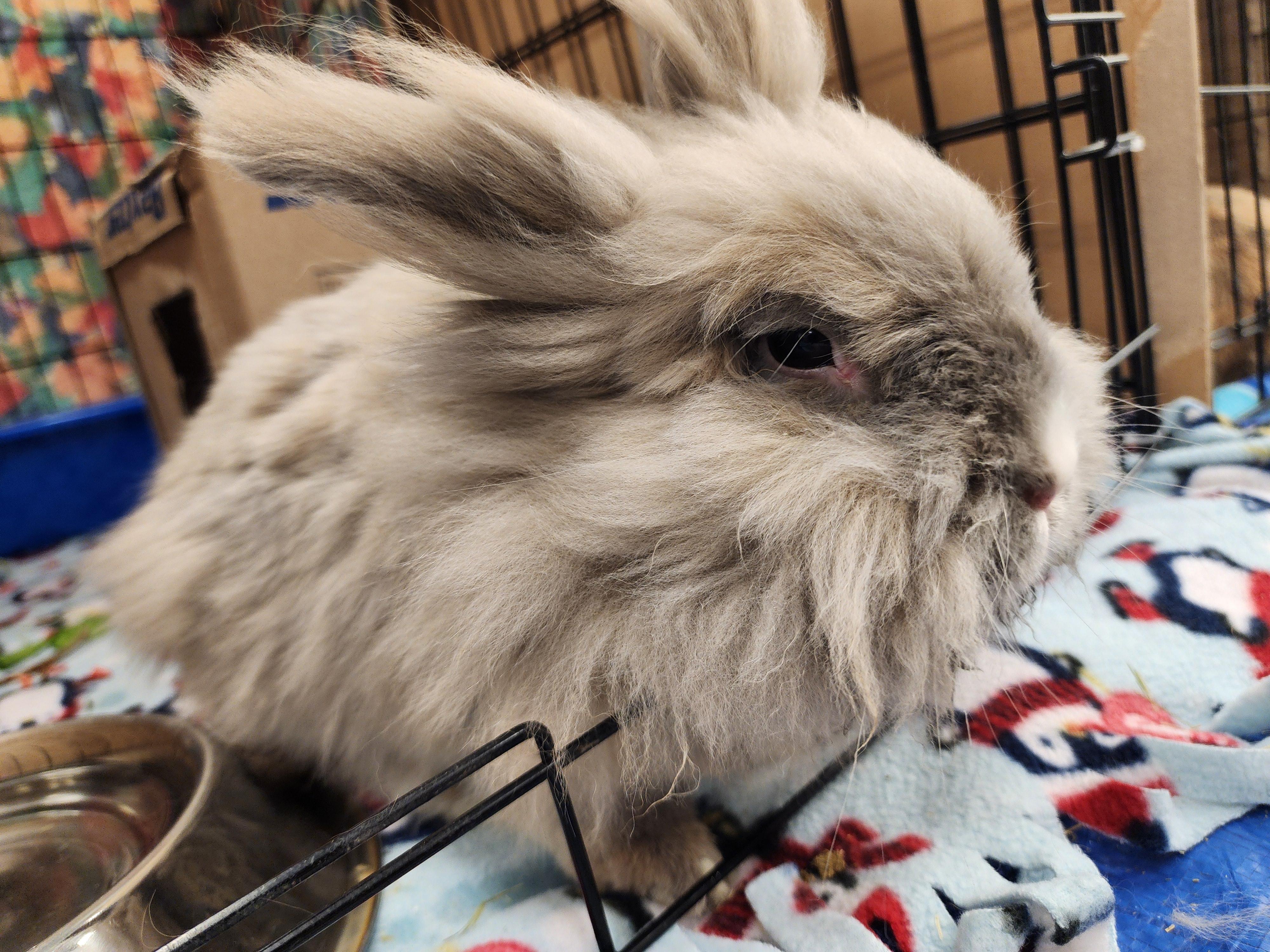 Enlarge Leonard P. Bun, a Adoptable mixed breed in Winnipeg, MB image 1/1