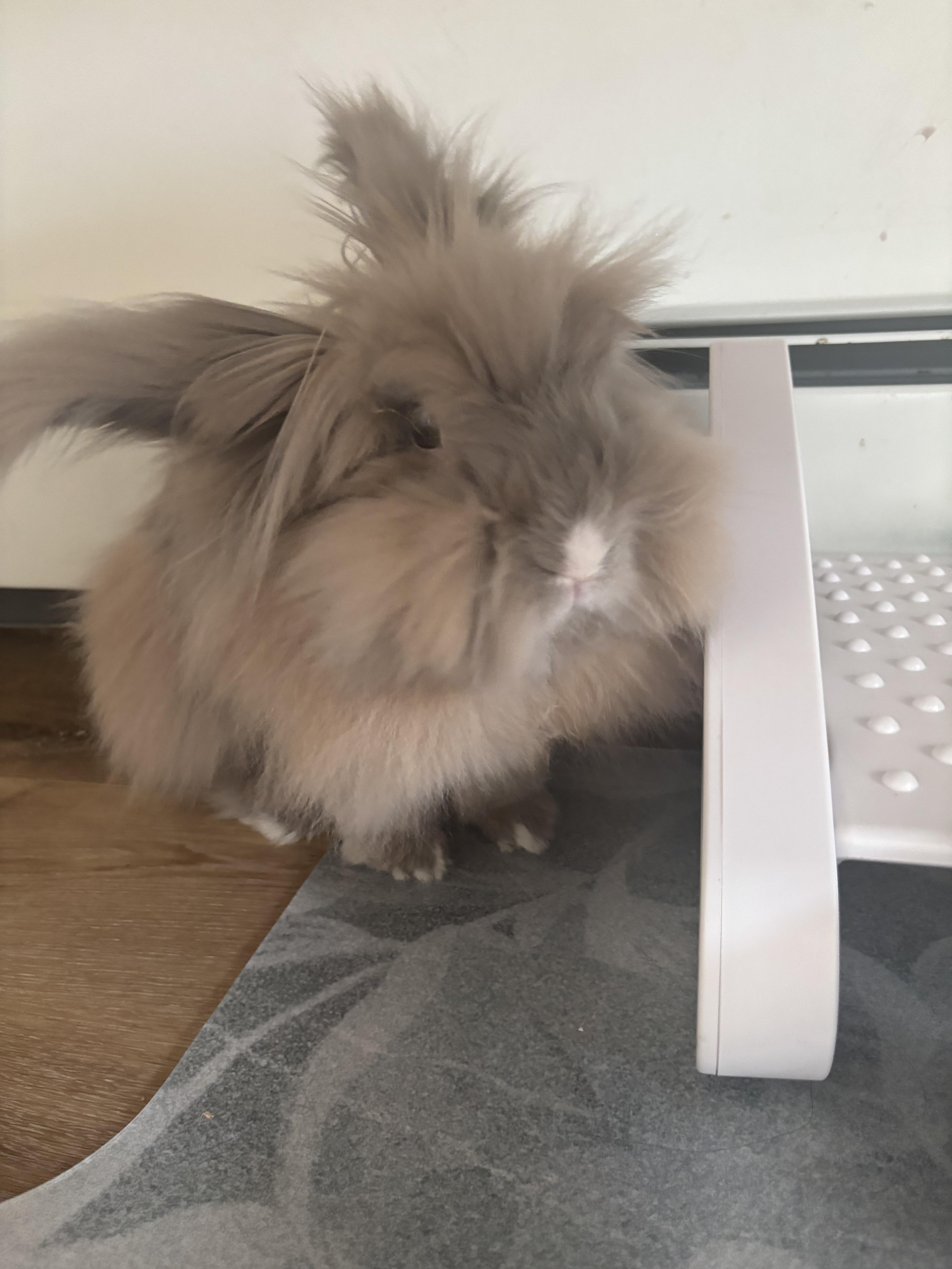 Enlarge Leonard P. Bun, a Adoptable mixed breed in Winnipeg, MB image 1/1