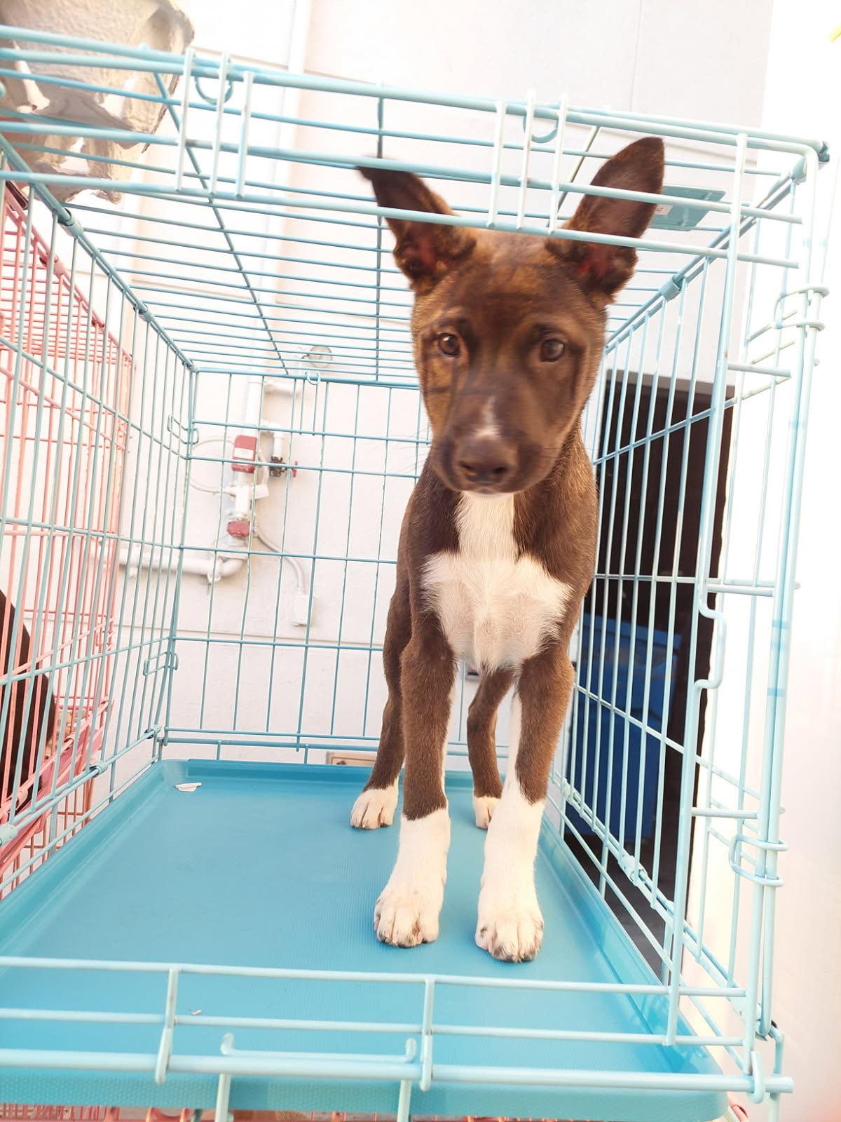 Rocco, an adoptable Schipperke, Siberian Husky in Los Angeles, CA, 90019 | Photo Image 1