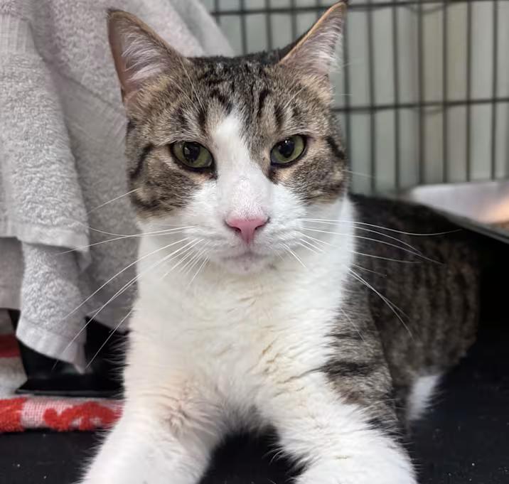Sokka (IN TRIAL ADOPTION), a ADOPTABLE Domestic Short Hair in Nantucket, MA image 2/2
