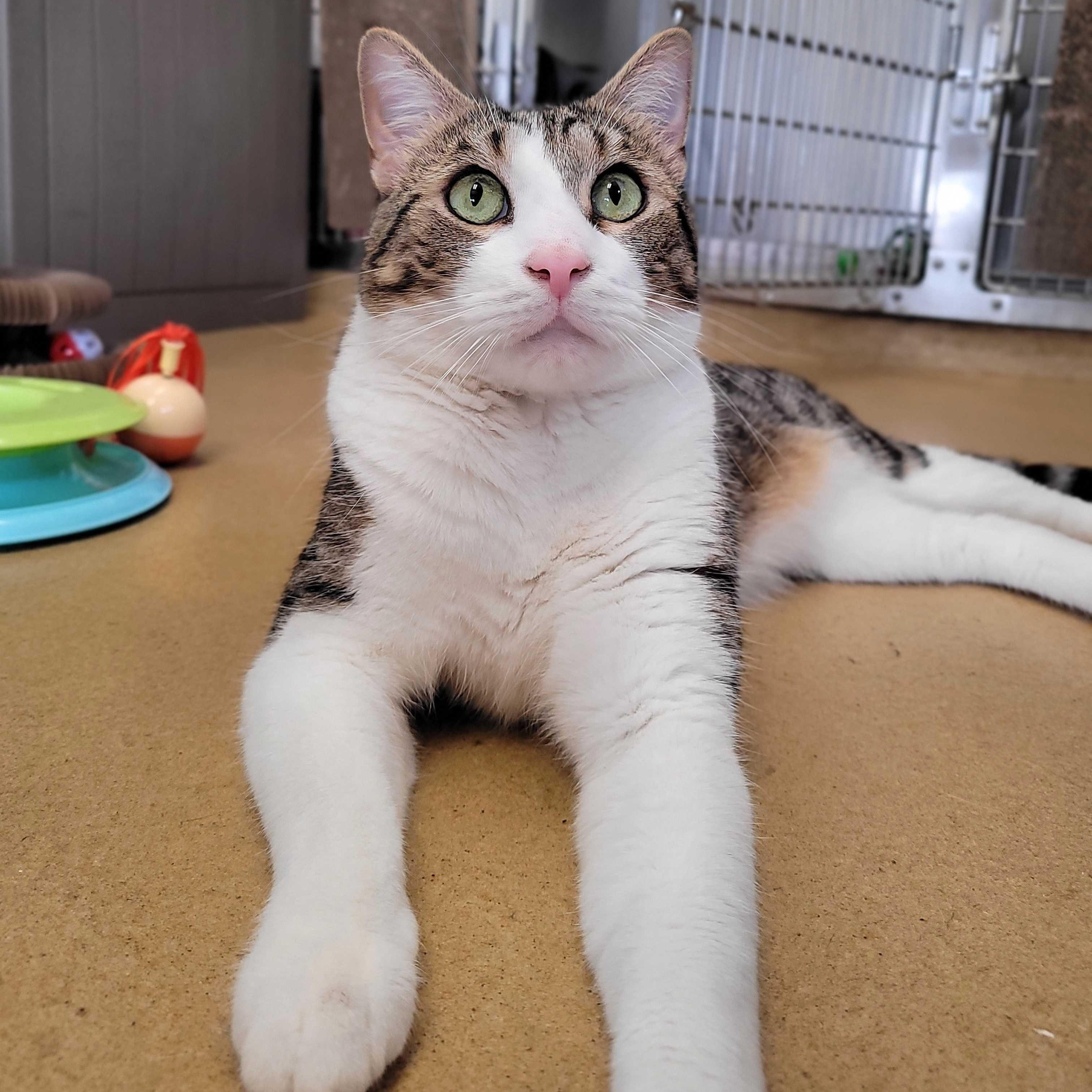 Sokka (IN TRIAL ADOPTION), ADOPTABLE, Adult Male Domestic Short Hair.