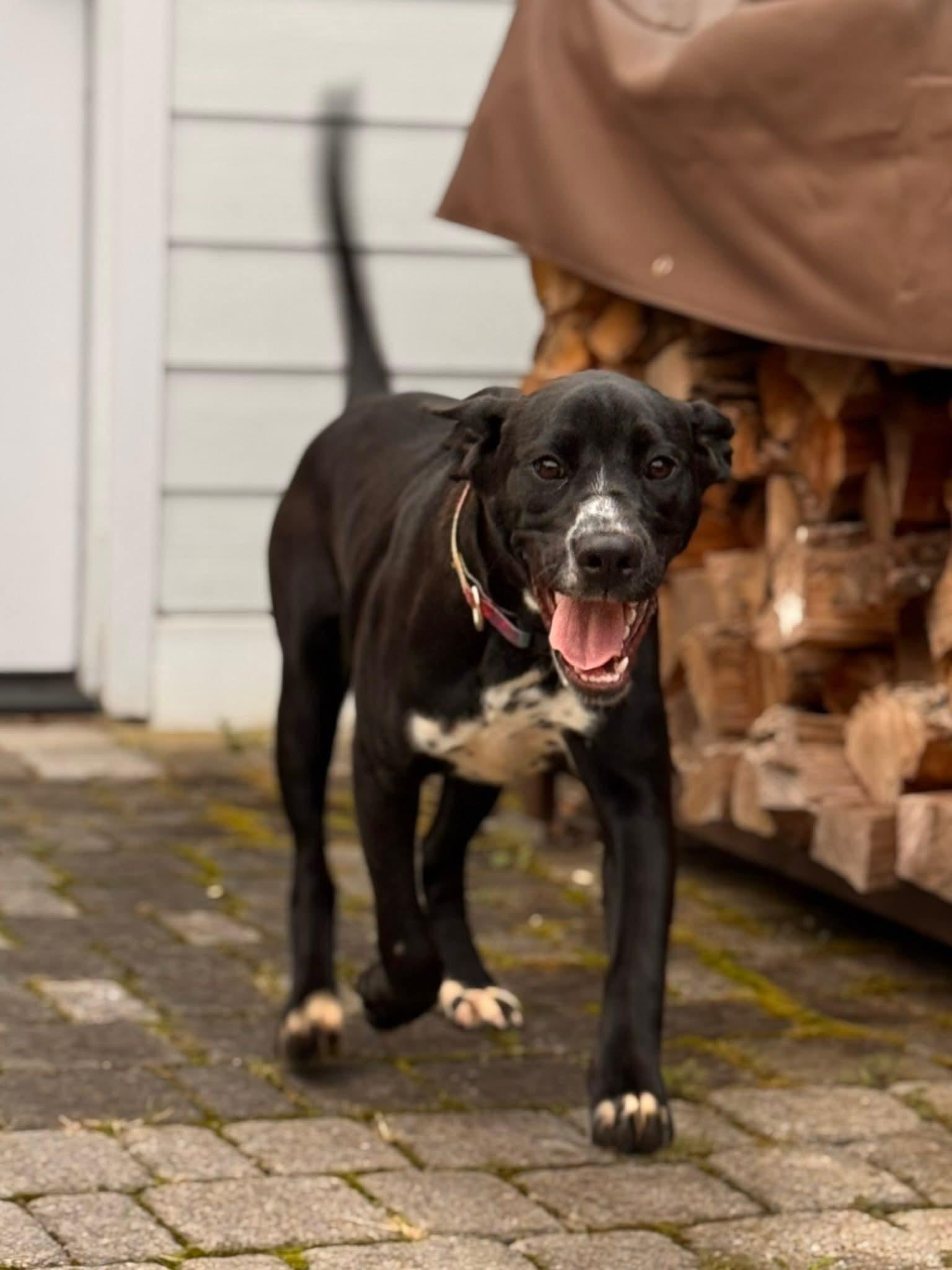 Raven, Adoptable, Young Female Hound.