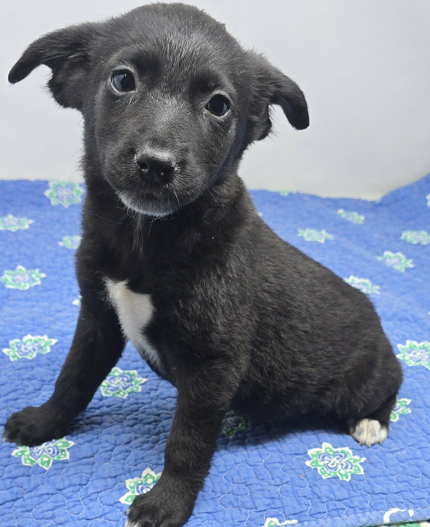 Enlarge Atlanta, a Adoptable mixed breed in Mahopac, NY image 3/3