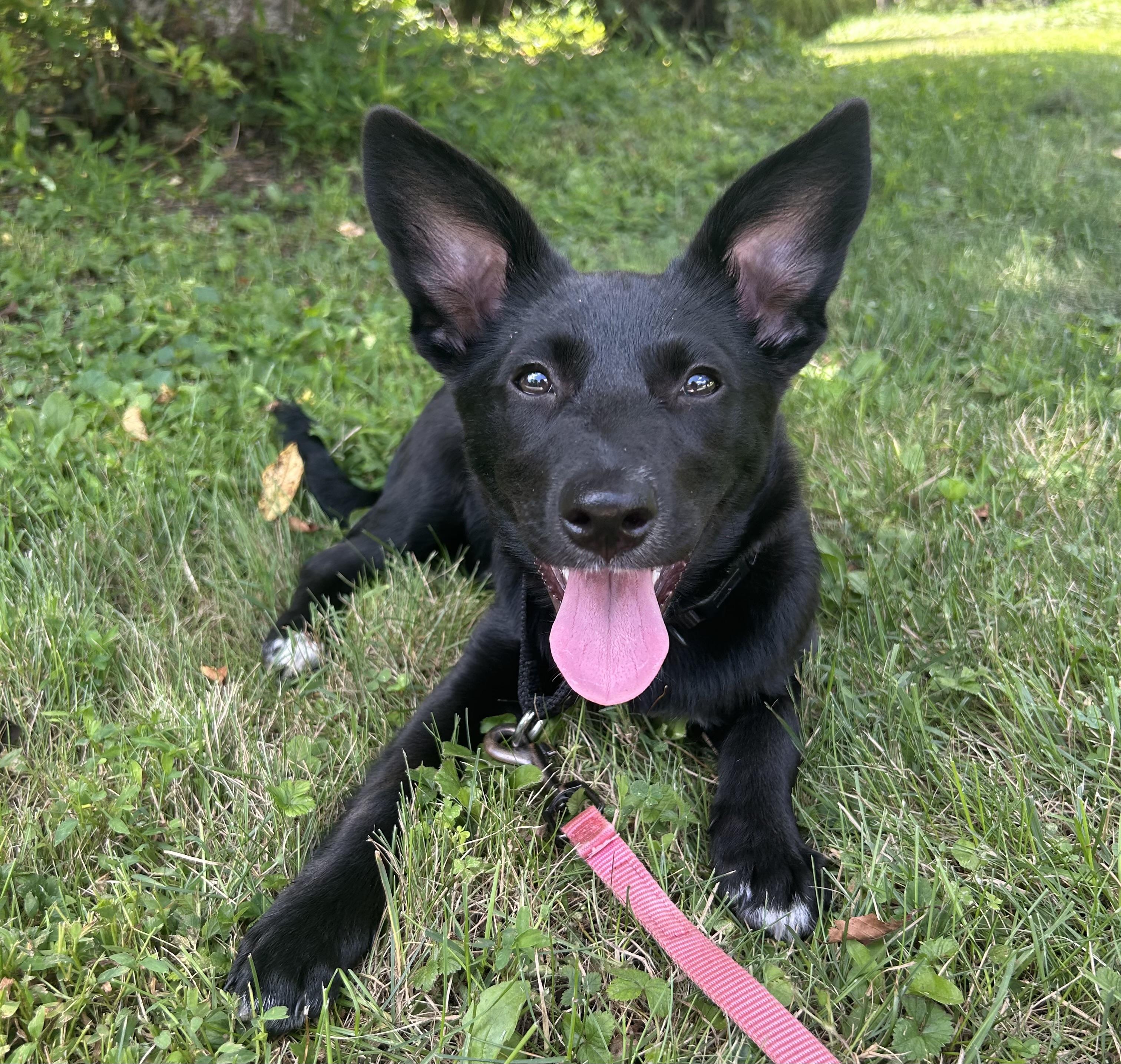 Atlanta, Adoptable, Puppy Female Terrier & Labrador Retriever.