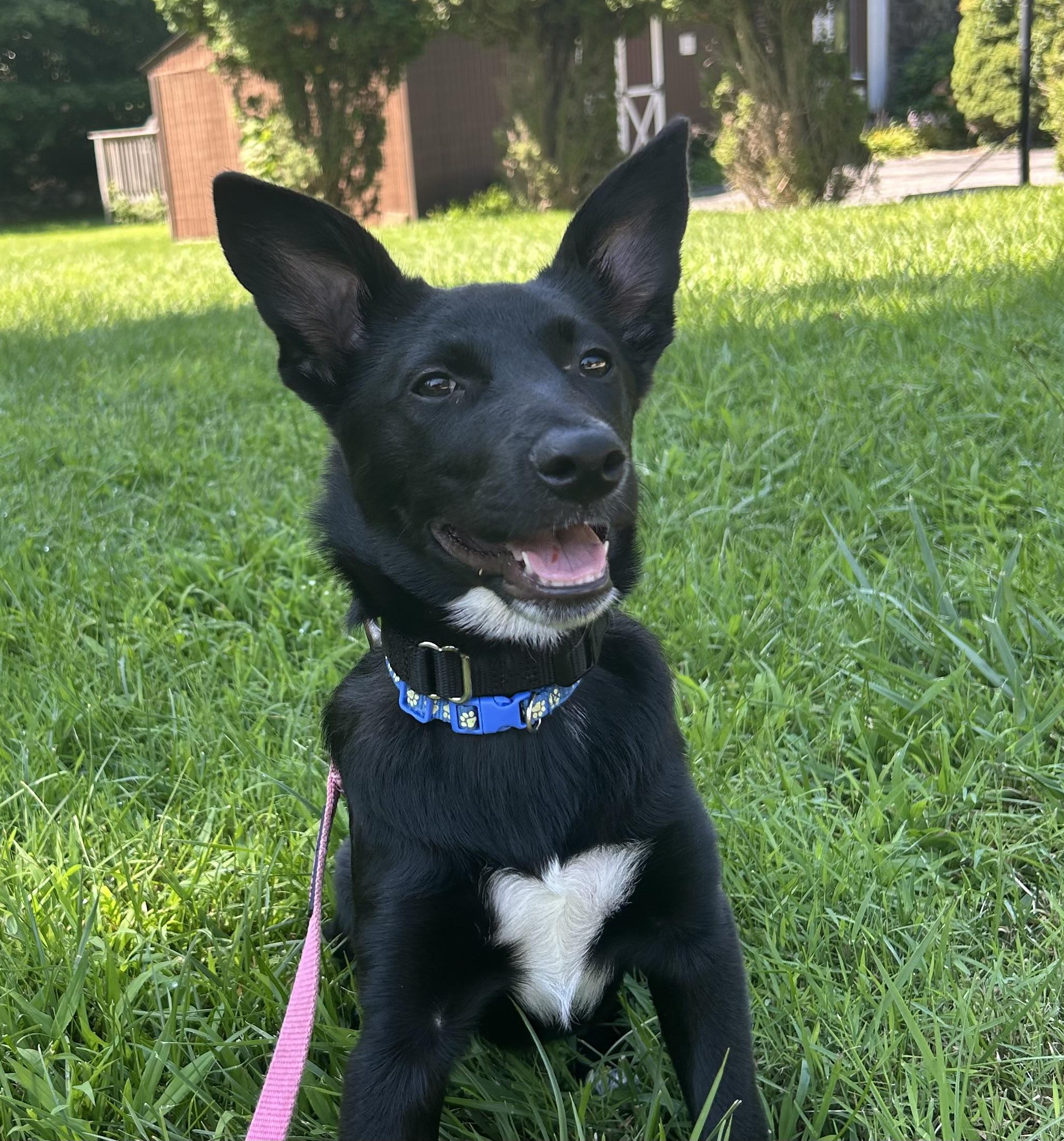 Enlarge Atlanta, a Adoptable mixed breed in Mahopac, NY image 2/3