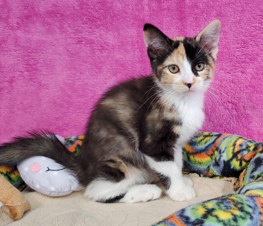 Freya, Adopted, Kitten Female Domestic Short Hair.