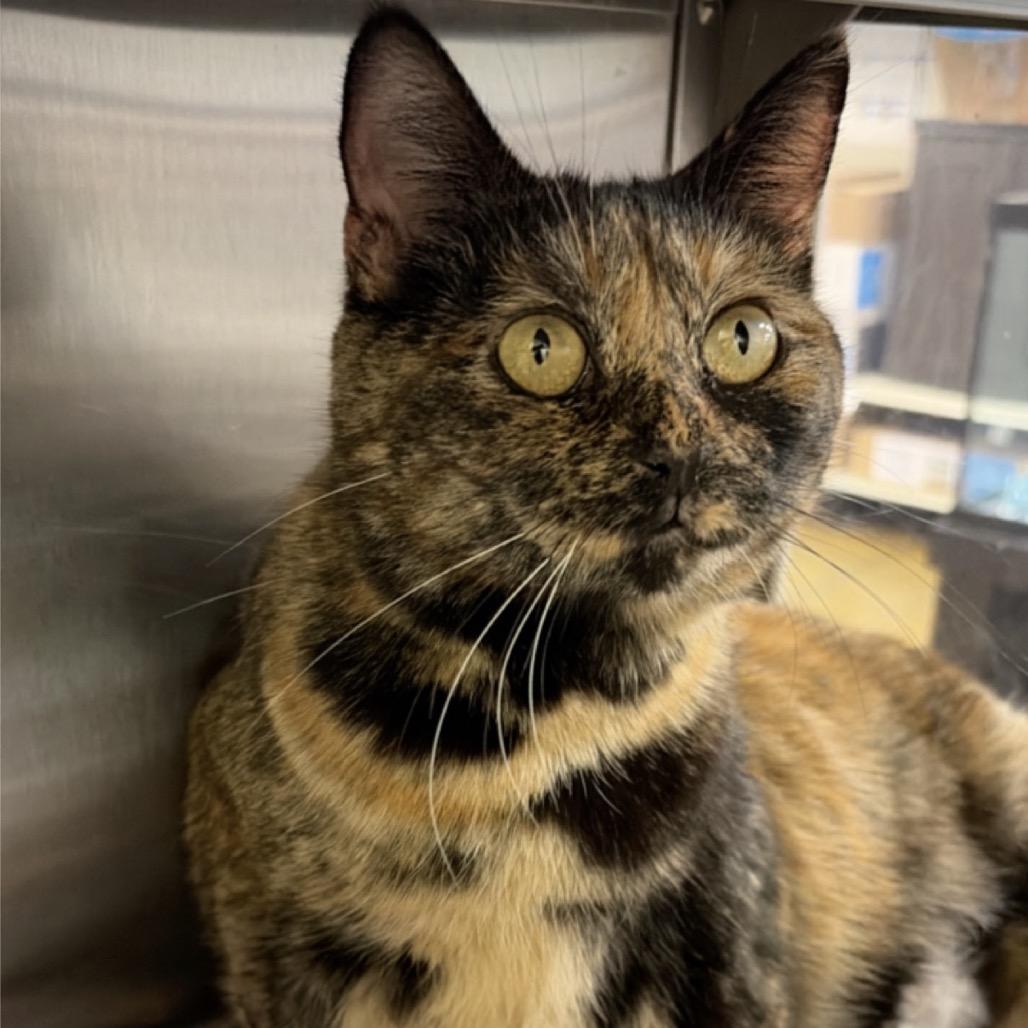 Sadie, Adoptable, Adult Female American Shorthair.