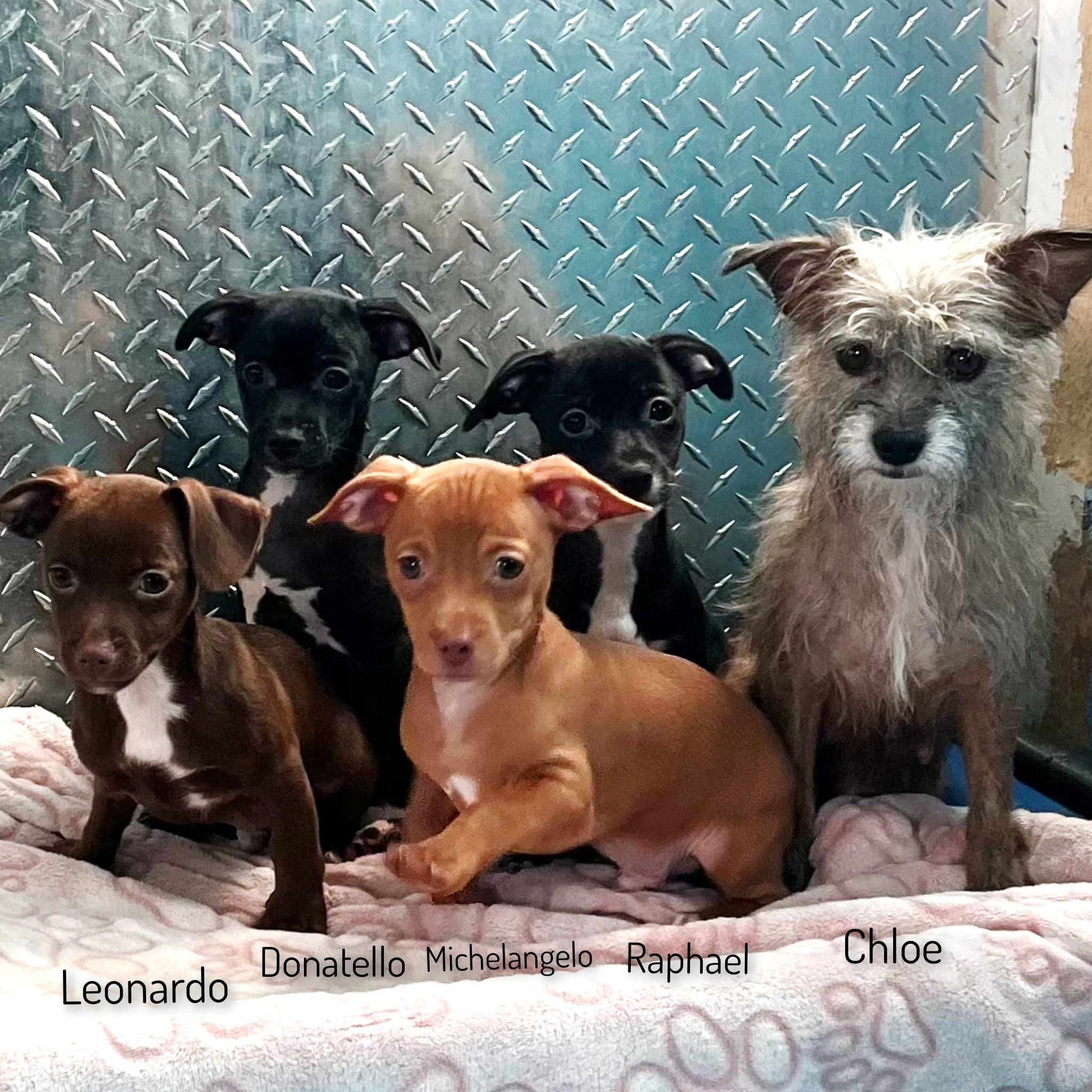 Enlarge Chloe, a ADOPTABLE mixed breed in Fredericksburg, VA image 3/6