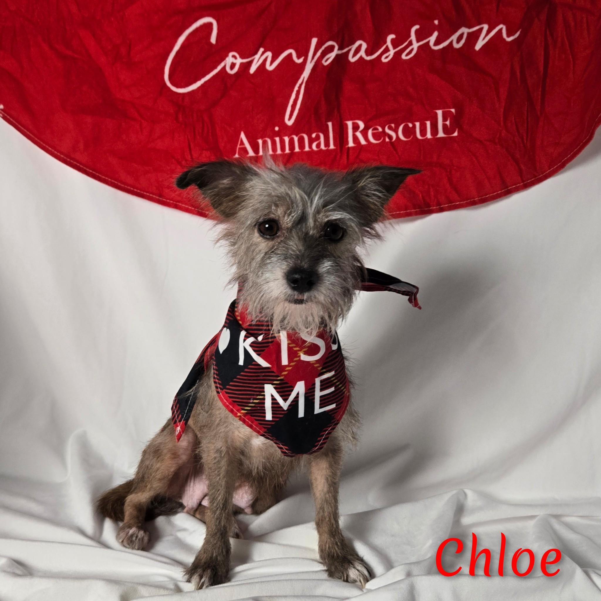 Enlarge Chloe, a ADOPTABLE mixed breed in Fredericksburg, VA image 4/6