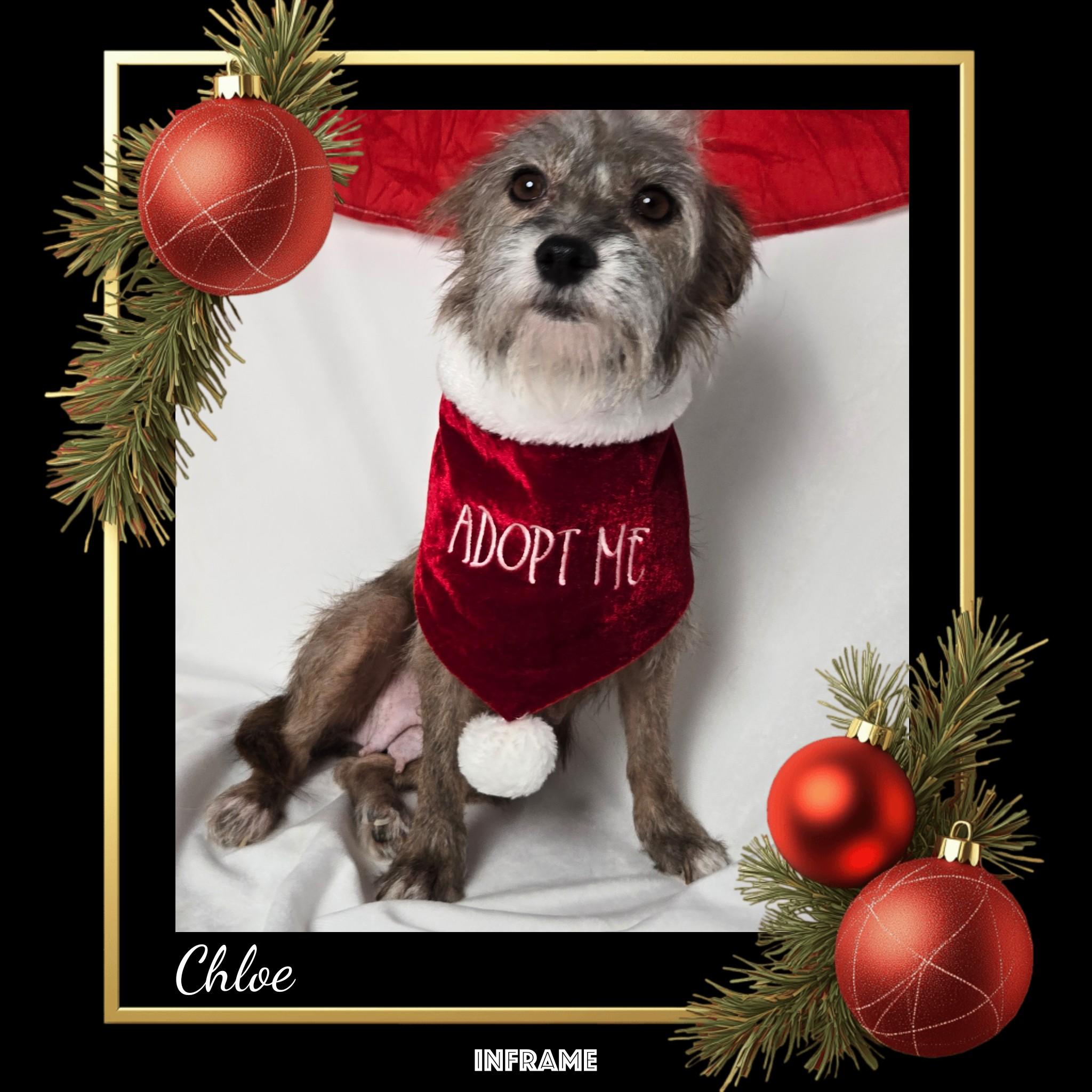 Enlarge Chloe, a ADOPTABLE mixed breed in Fredericksburg, VA image 5/6