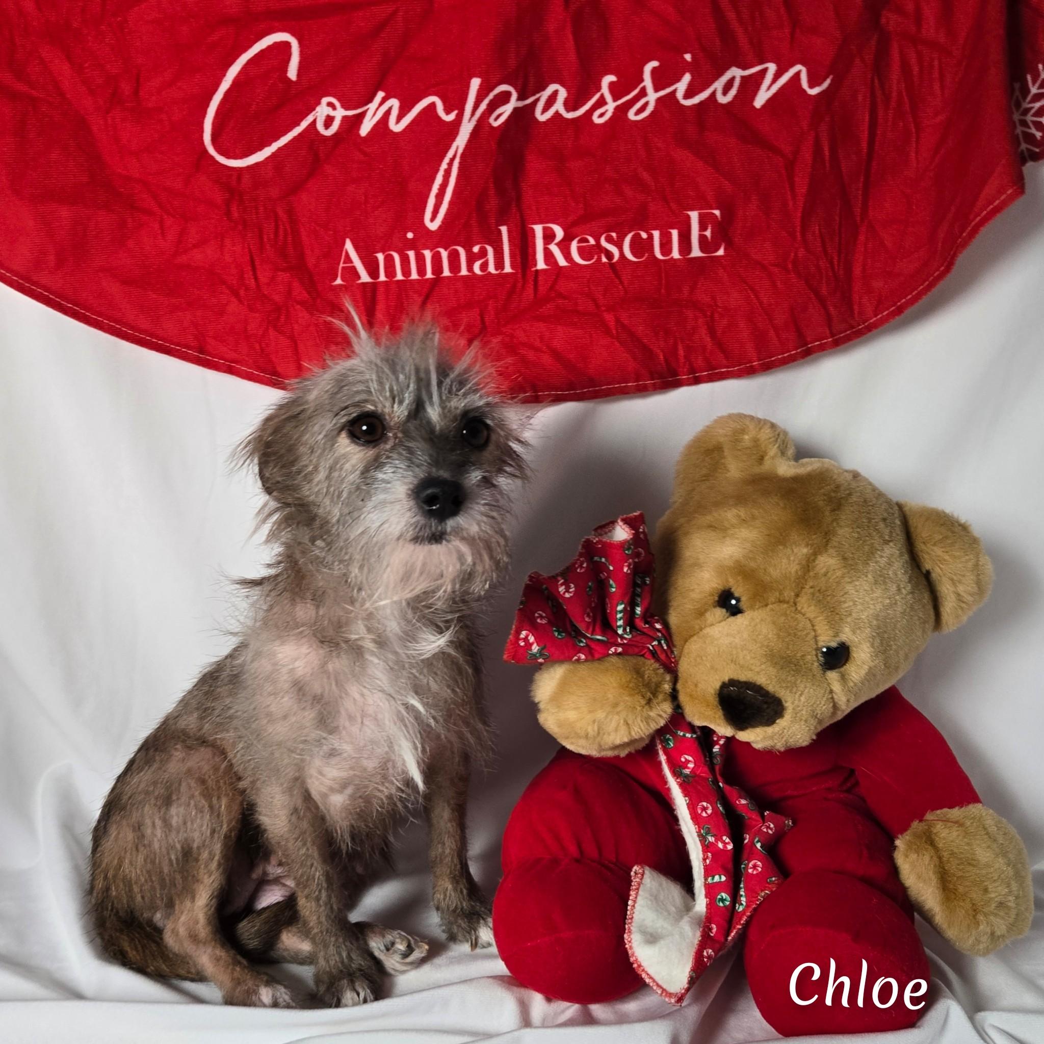 Enlarge Chloe, a ADOPTABLE mixed breed in Fredericksburg, VA image 2/6