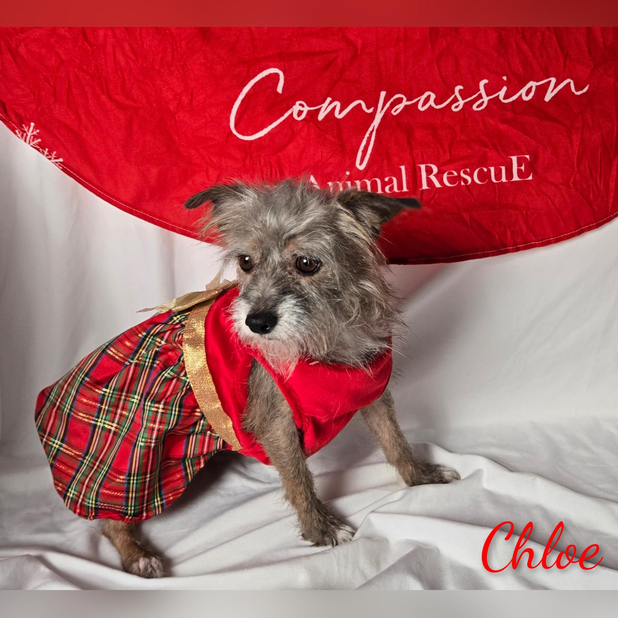 Enlarge Chloe, a ADOPTABLE mixed breed in Fredericksburg, VA image 6/6