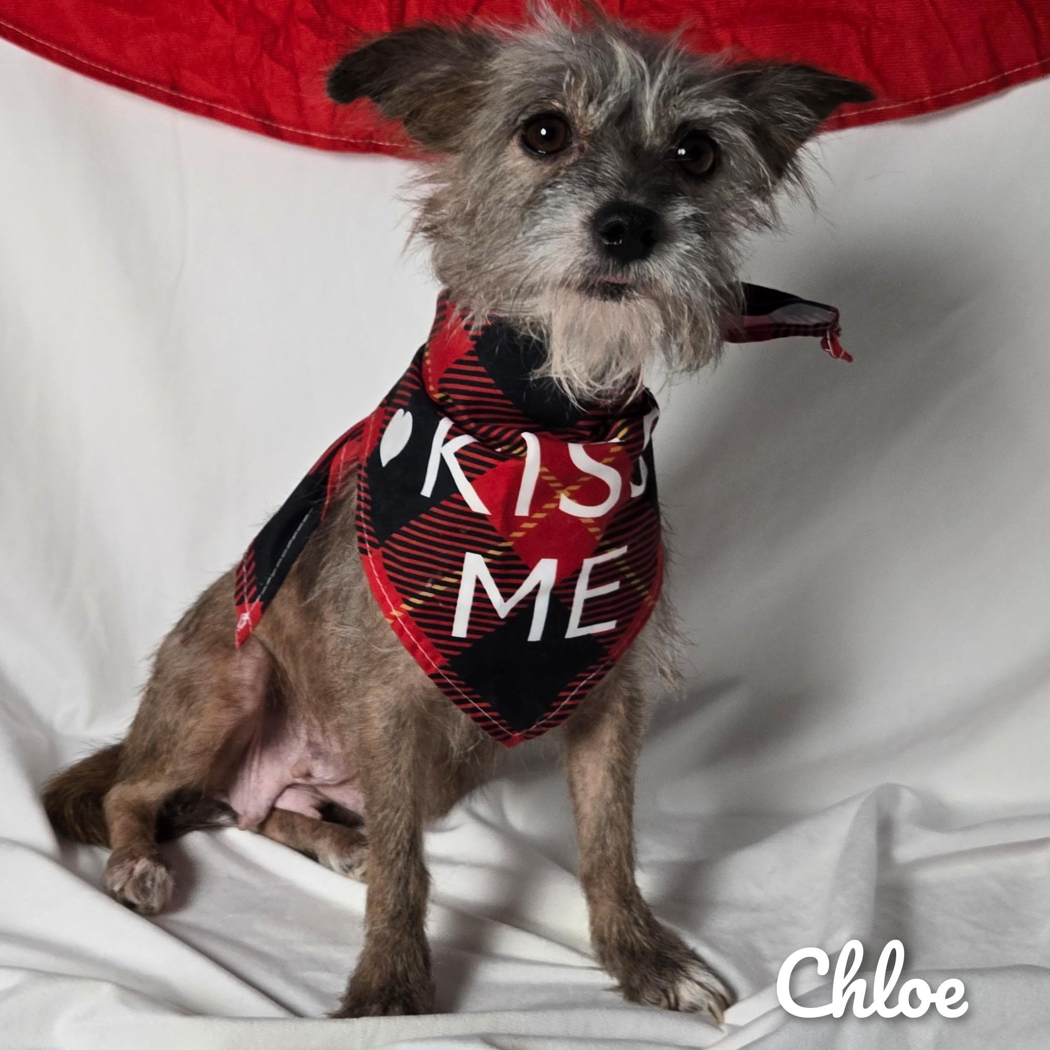 Enlarge Chloe, a ADOPTABLE mixed breed in Fredericksburg, VA image 1/6