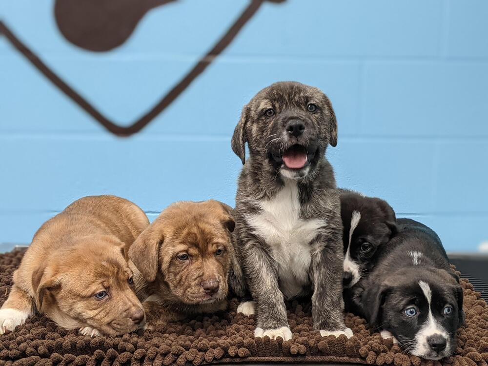 Monster, Adopted, Puppy Male Shepherd.