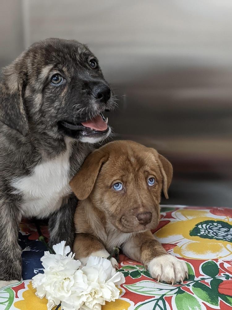 Enlarge Monster, a Adopted mixed breed in Sealy, TX image 2/5