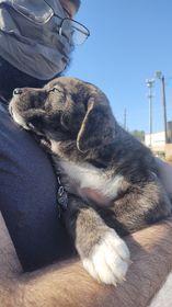 Enlarge Monster, a Adopted mixed breed in Sealy, TX image 3/5