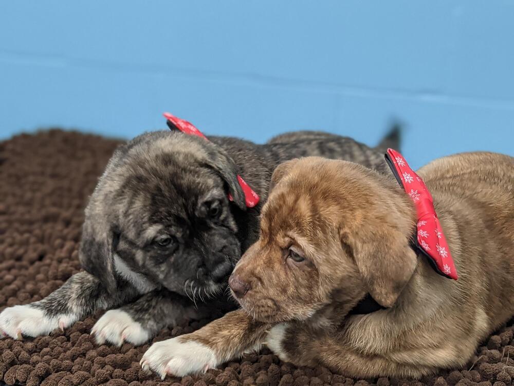 Enlarge Monster, a Adopted mixed breed in Sealy, TX image 4/5