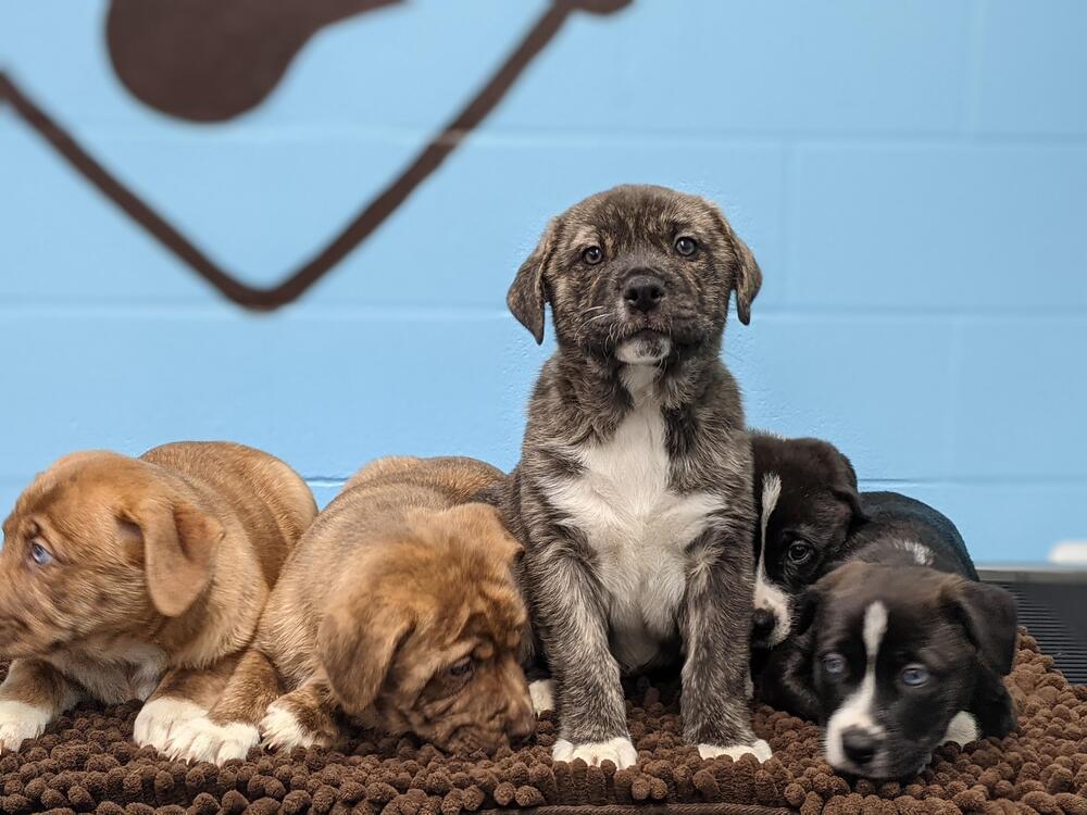 Enlarge Monster, a Adopted mixed breed in Sealy, TX image 5/5