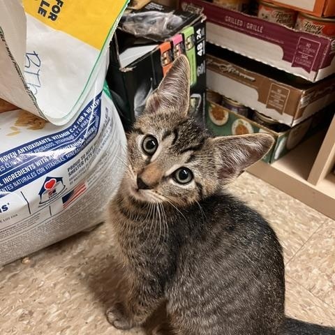 Angel & Sebastian, Adopted, Kitten Female Domestic Short Hair.