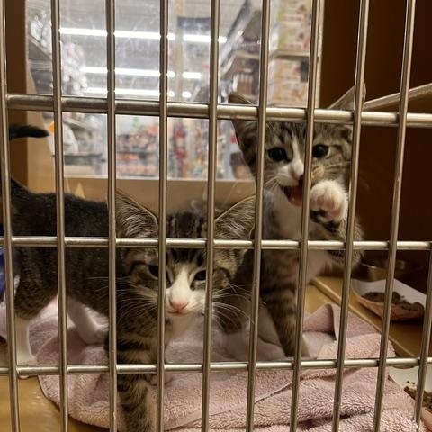 Enlarge Angel & Sebastian, a Adopted Domestic Short Hair in Worcester, MA image 2/3