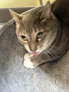 Enlarge Xavier, a Adoptable mixed breed in South Bend, IN image 1/1
