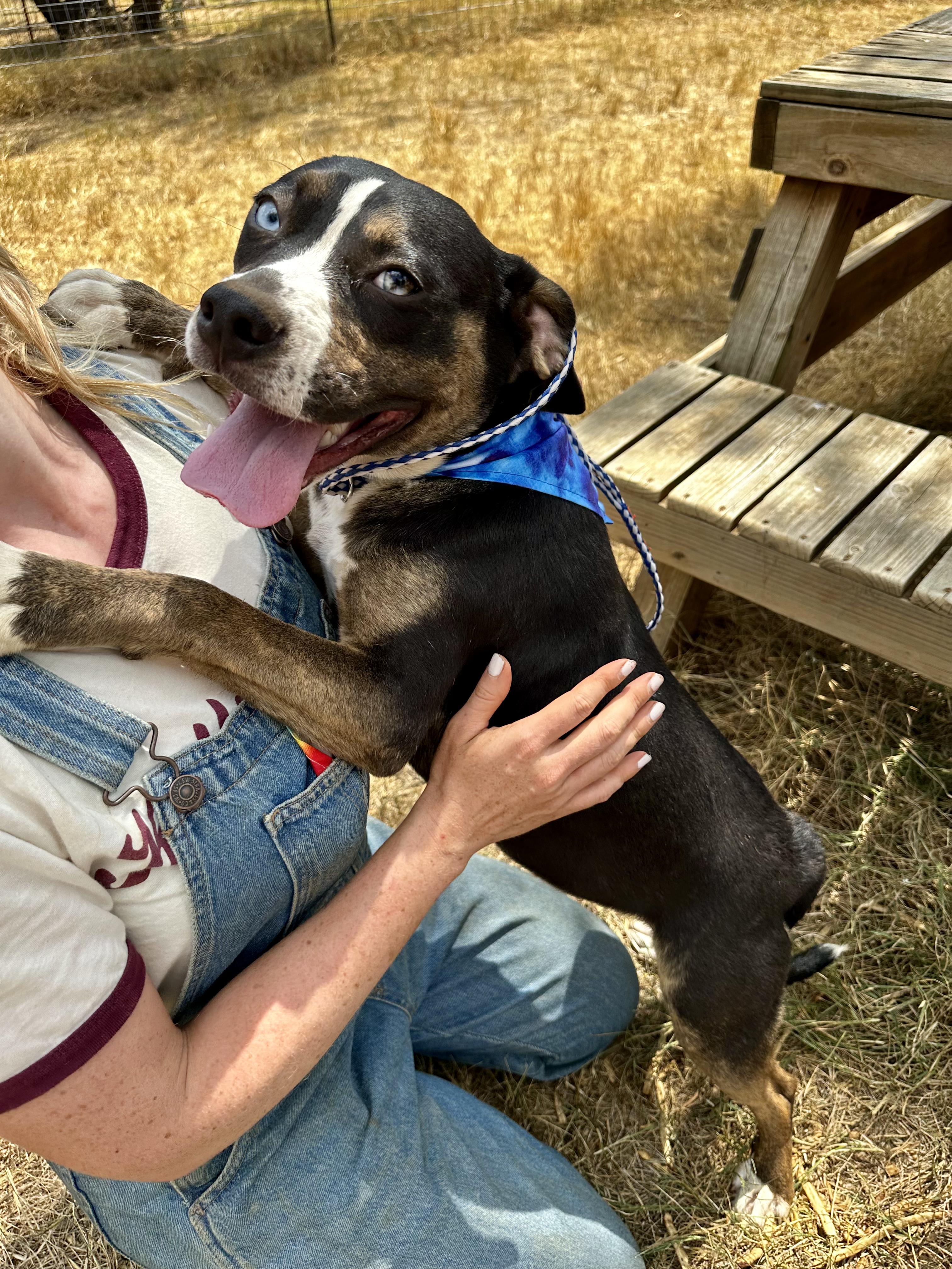 Enlarge Windy, a Adoptable Mixed Breed in Seguin, TX image 5/6