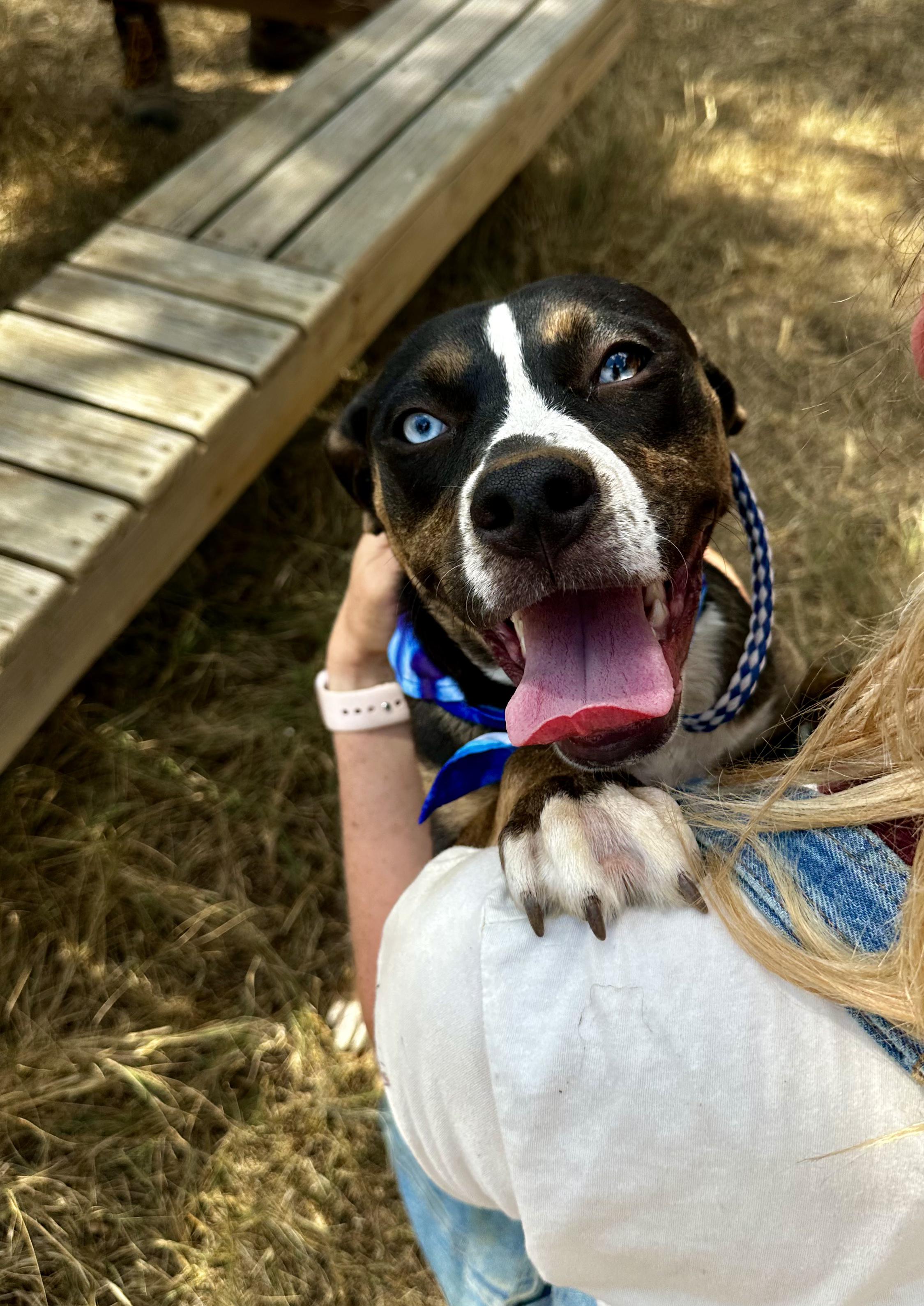 Enlarge Windy, a Adoptable Mixed Breed in Seguin, TX image 1/6