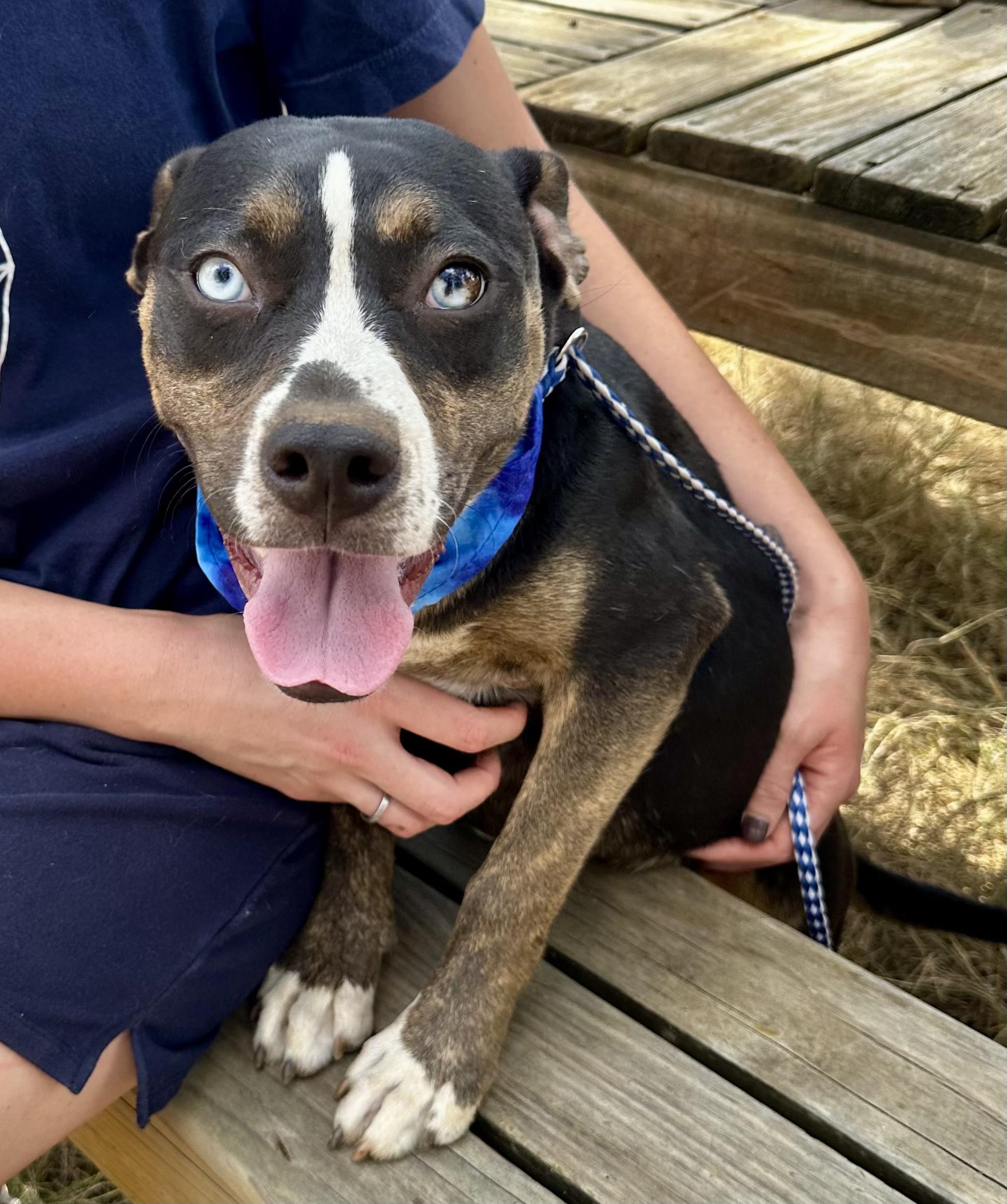 Enlarge Windy, a Adoptable Mixed Breed in Seguin, TX image 2/6