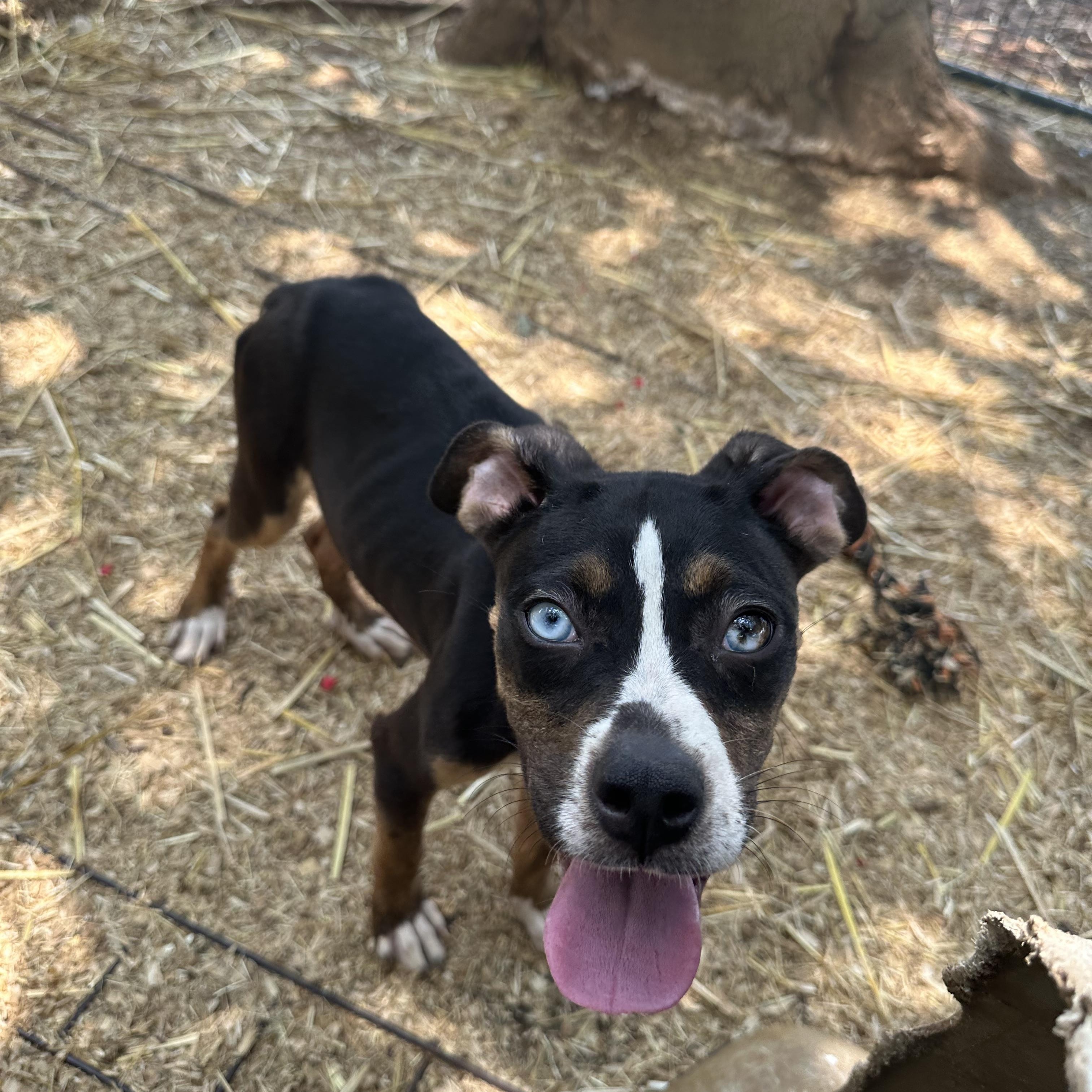 Windy, Adoptable, Young Female Mixed Breed.