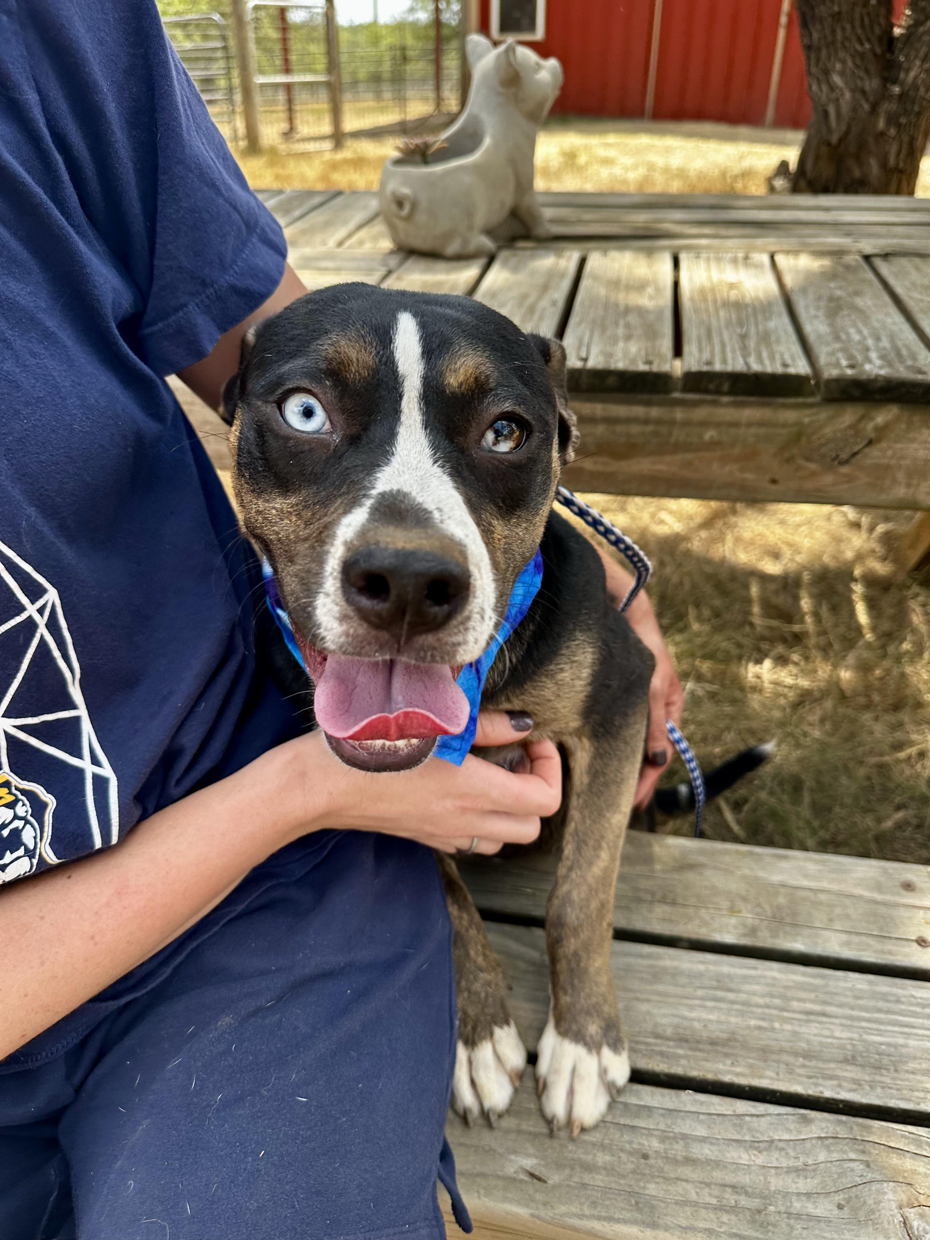 Enlarge Windy, a Adoptable Mixed Breed in Seguin, TX image 4/6