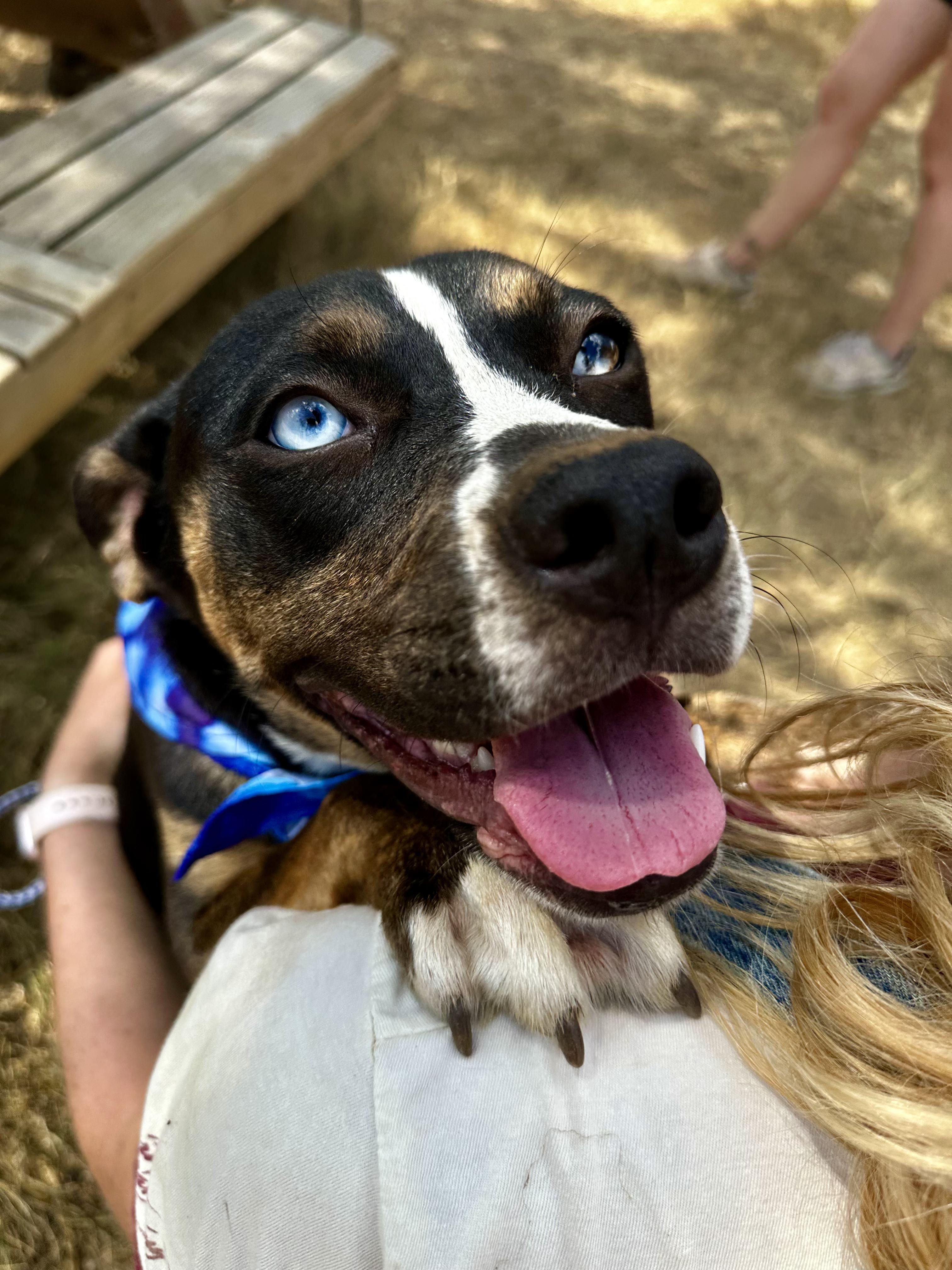 Enlarge Windy, a Adoptable Mixed Breed in Seguin, TX image 3/6