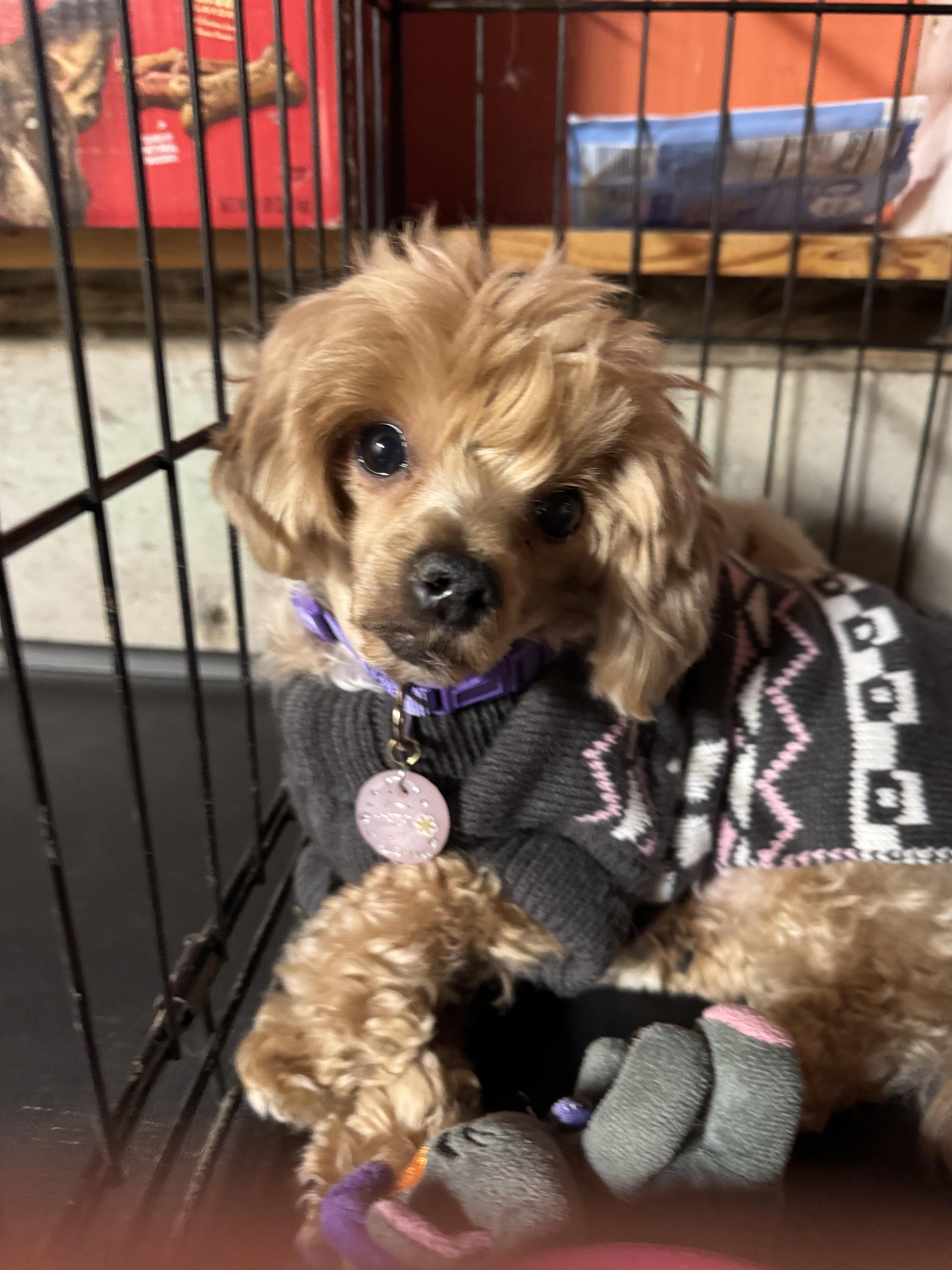 Indy, ADOPTABLE, Adult Female Poodle (Toy).