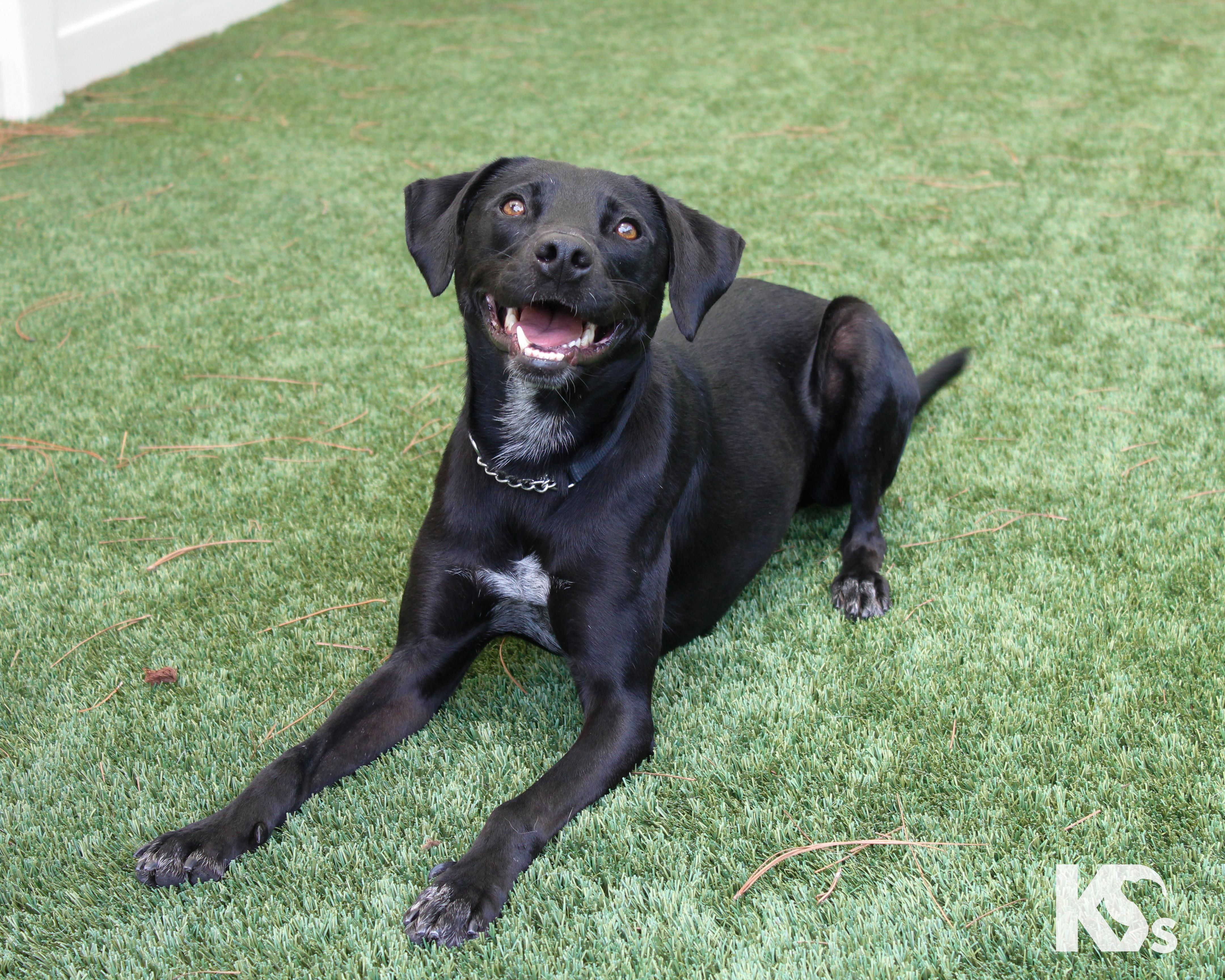 Enlarge Lou, an adopted mixed breed in Ponte Vedra, FL image 5/6