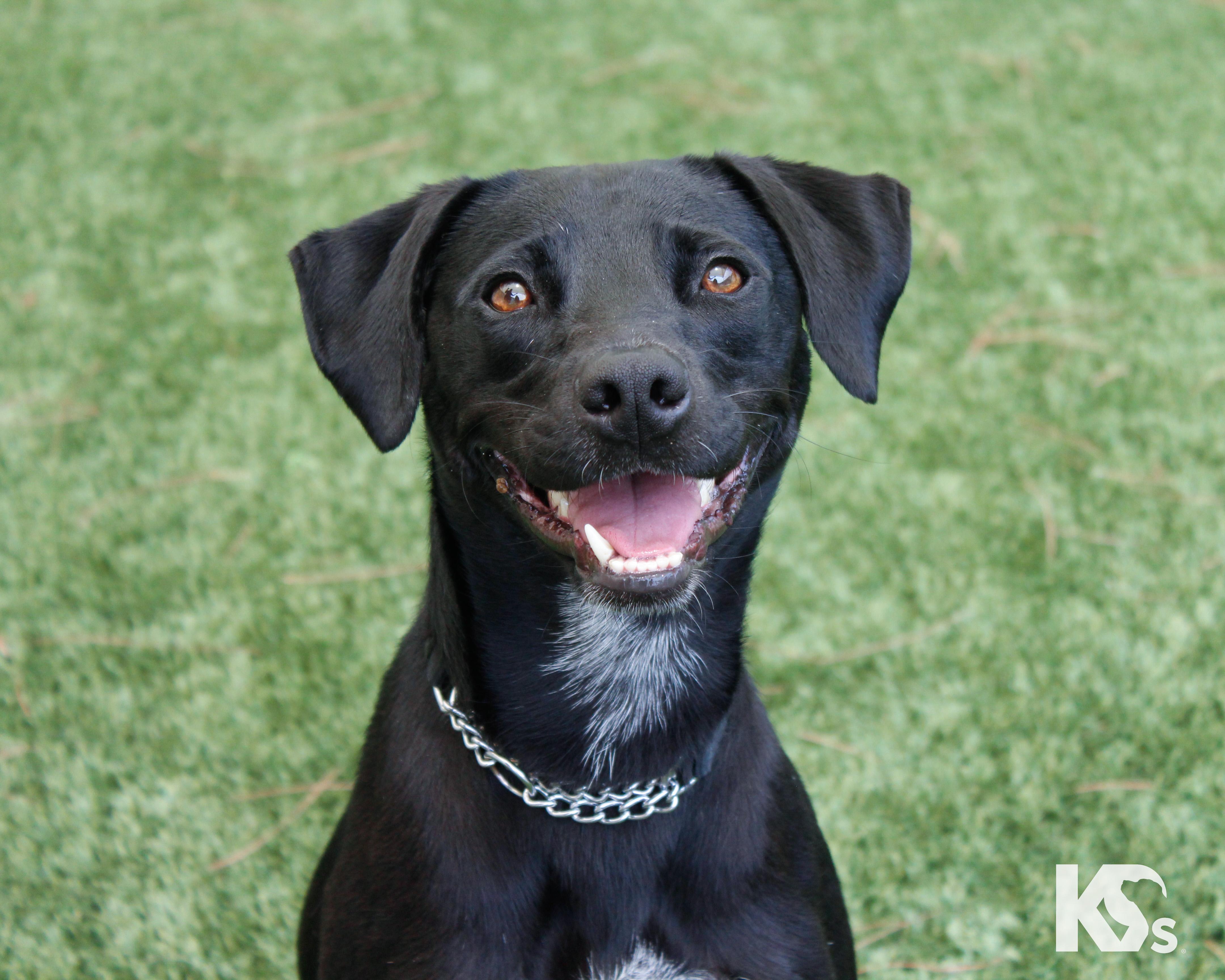 Enlarge Lou, an adopted mixed breed in Ponte Vedra, FL image 1/6