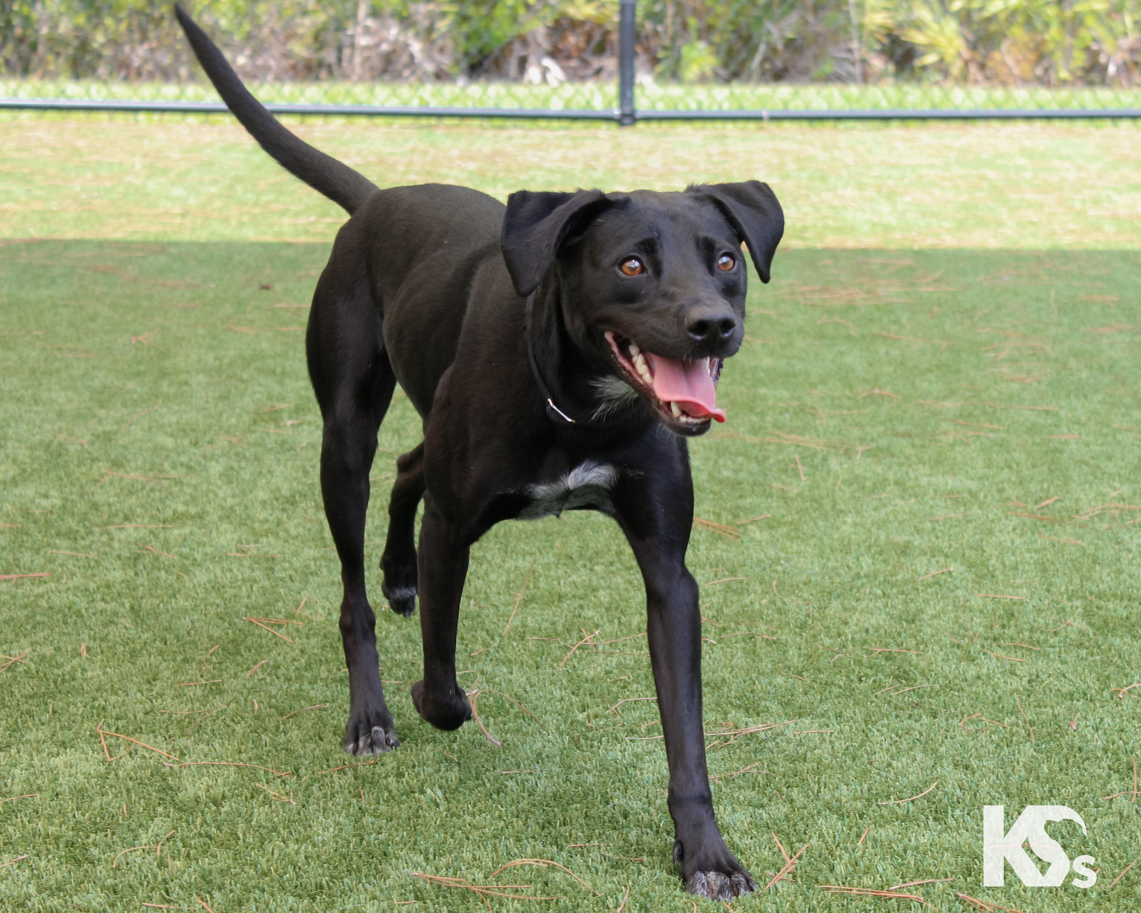 Enlarge Lou, an adopted mixed breed in Ponte Vedra, FL image 2/6
