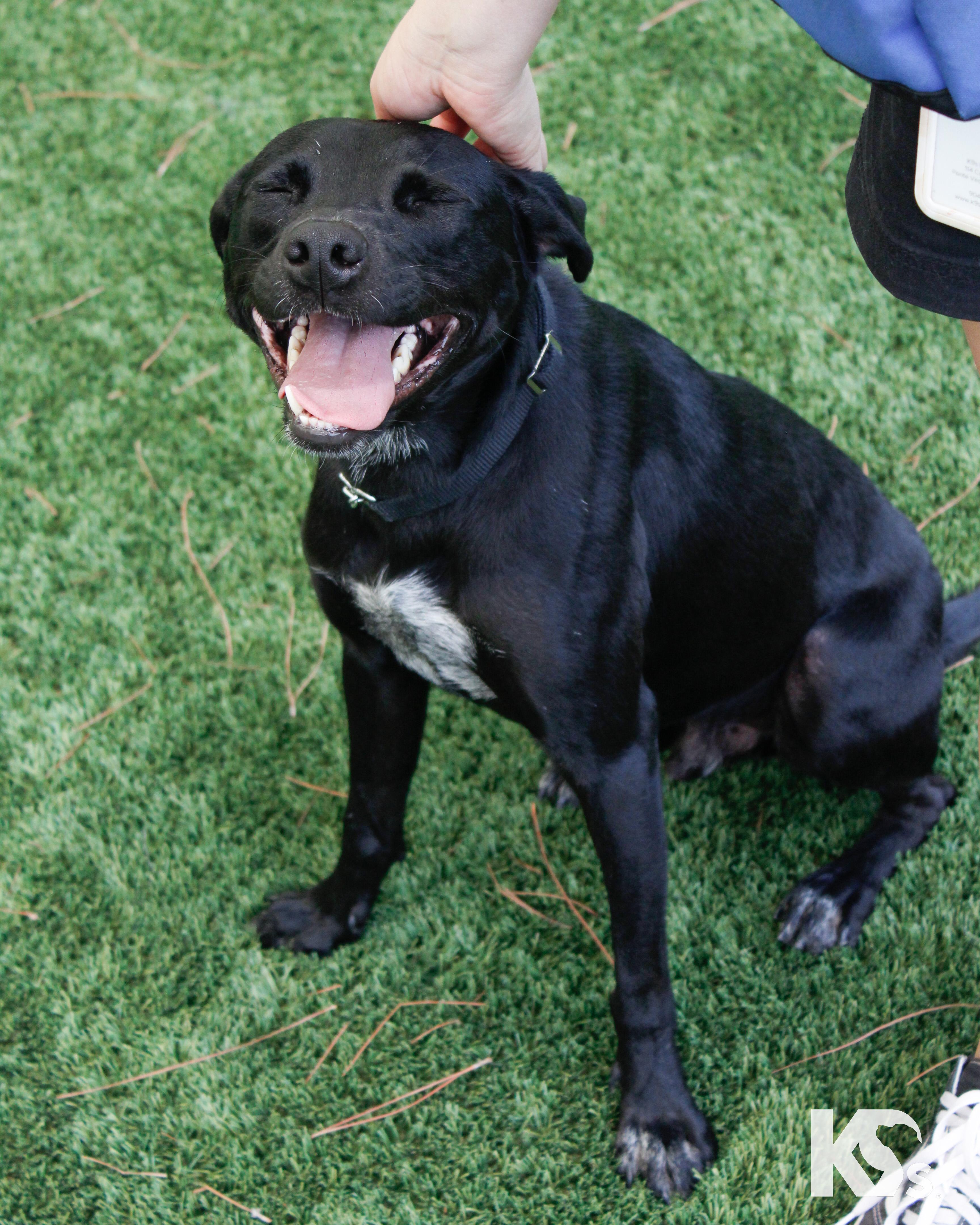 Enlarge Lou, an adopted mixed breed in Ponte Vedra, FL image 4/6