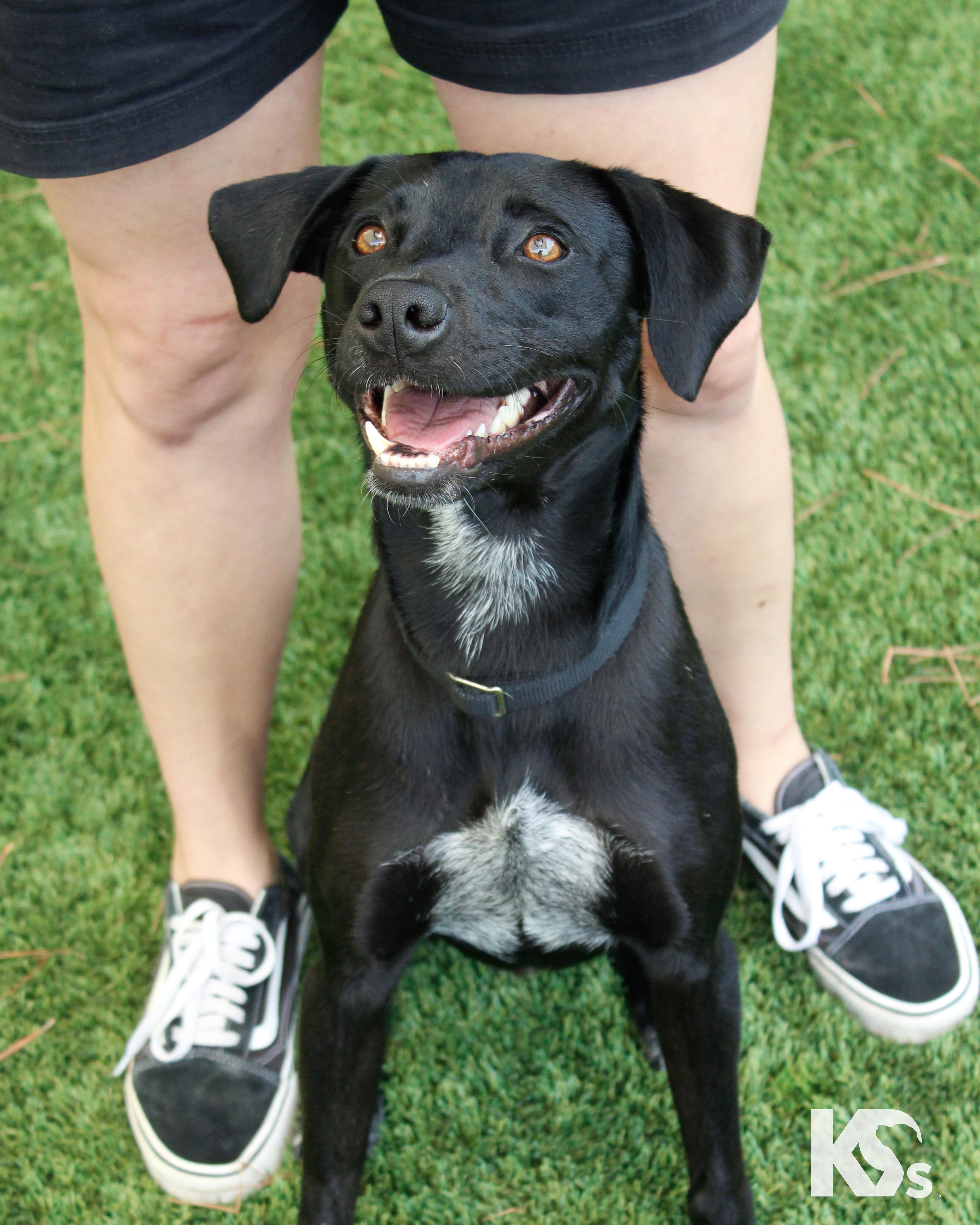 Enlarge Lou, an adopted mixed breed in Ponte Vedra, FL image 3/6