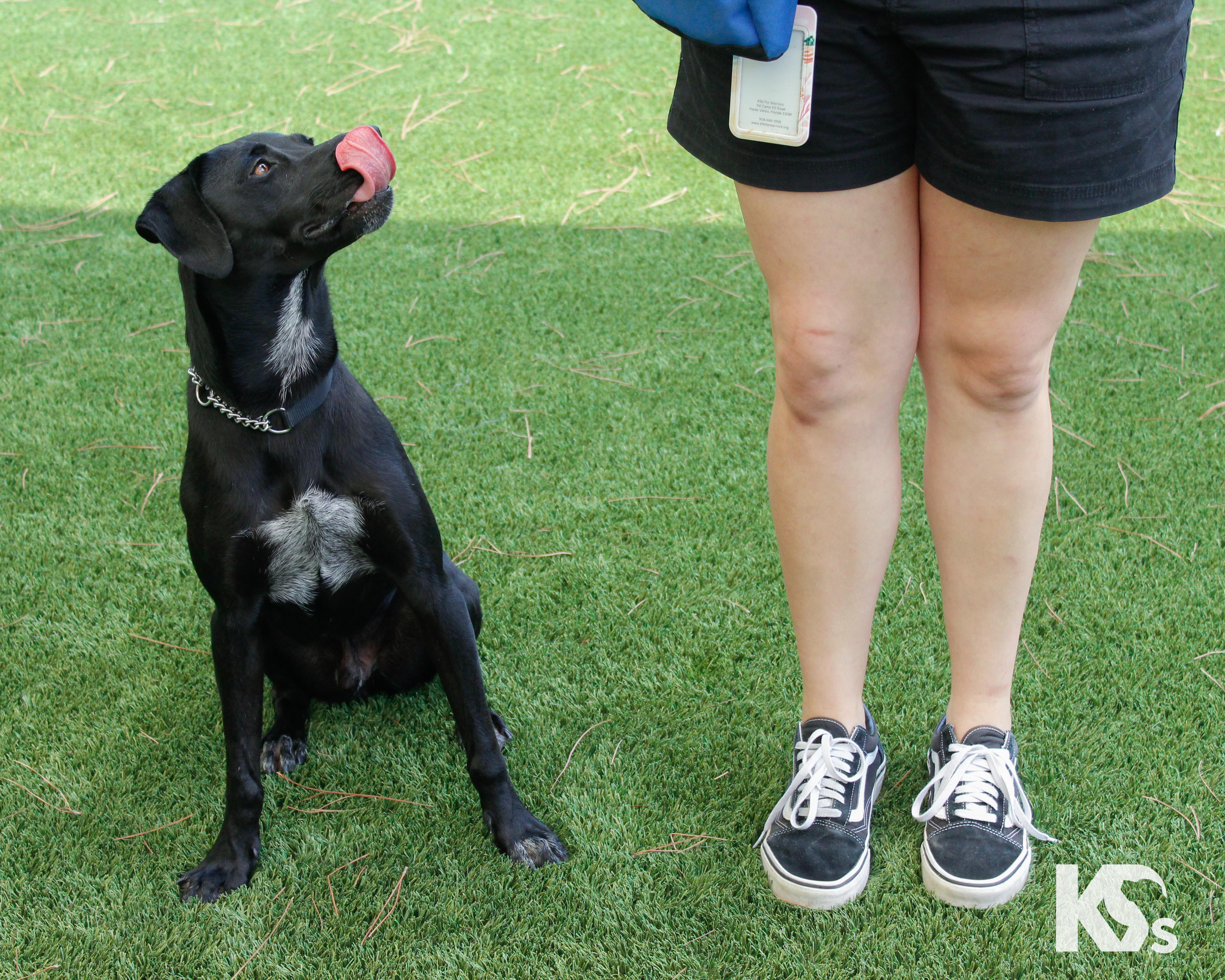 Enlarge Lou, an adopted mixed breed in Ponte Vedra, FL image 6/6