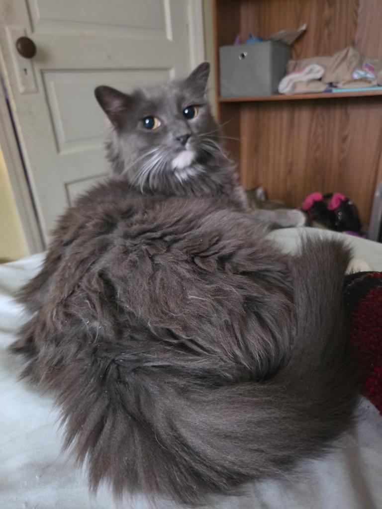 Enlarge Dutch, a Adopted Domestic Long Hair in Pocatello, ID image 2/3