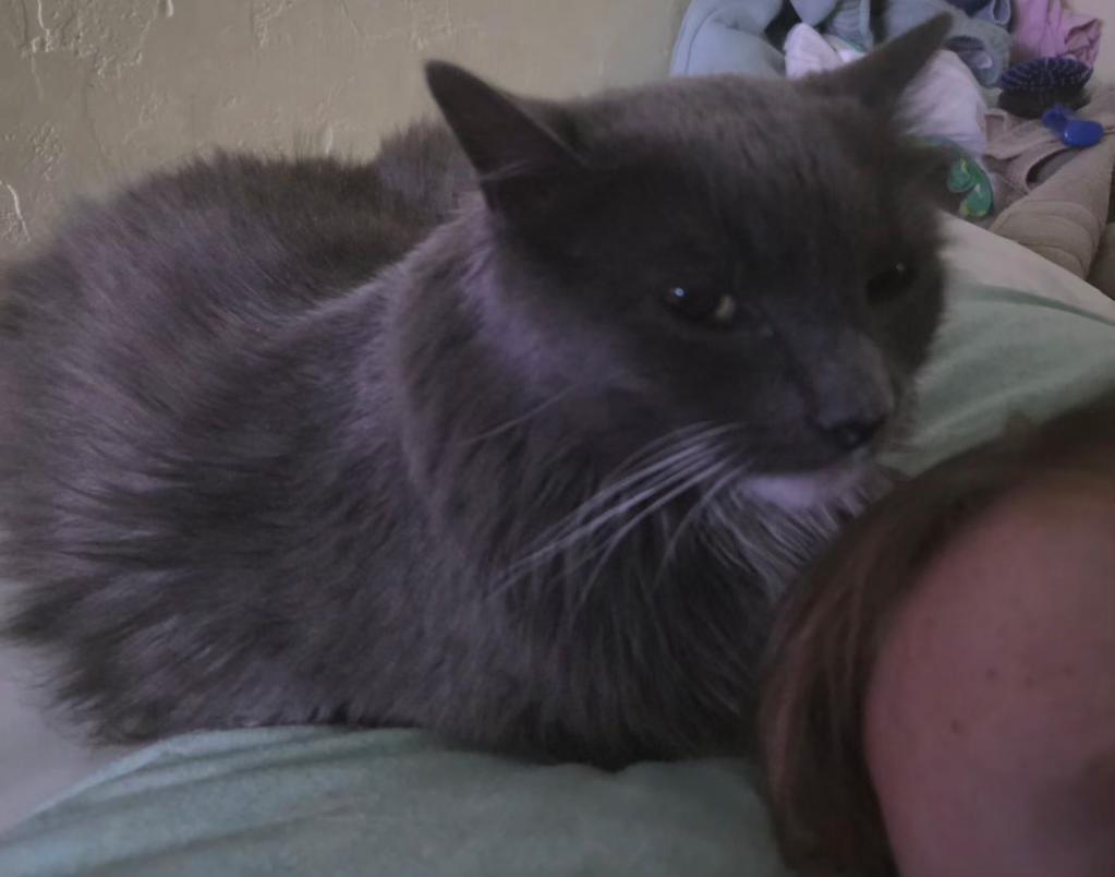 Enlarge Dutch, a Adopted Domestic Long Hair in Pocatello, ID image 3/3