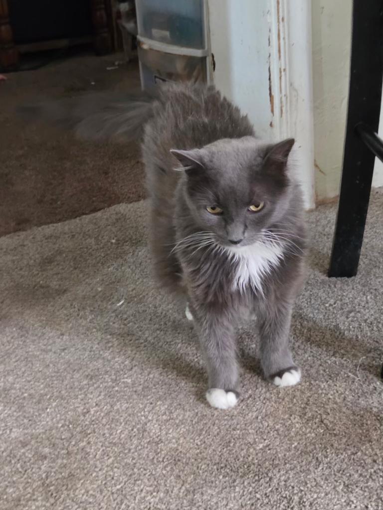 Dutch, Adopted, Adult Male Domestic Long Hair.