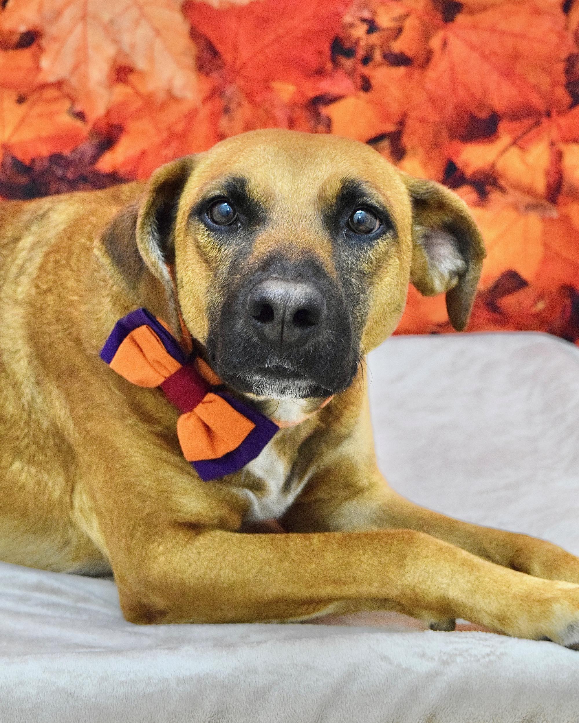 Reba, a Adoptable mixed breed in Dublin, CA image 1/6