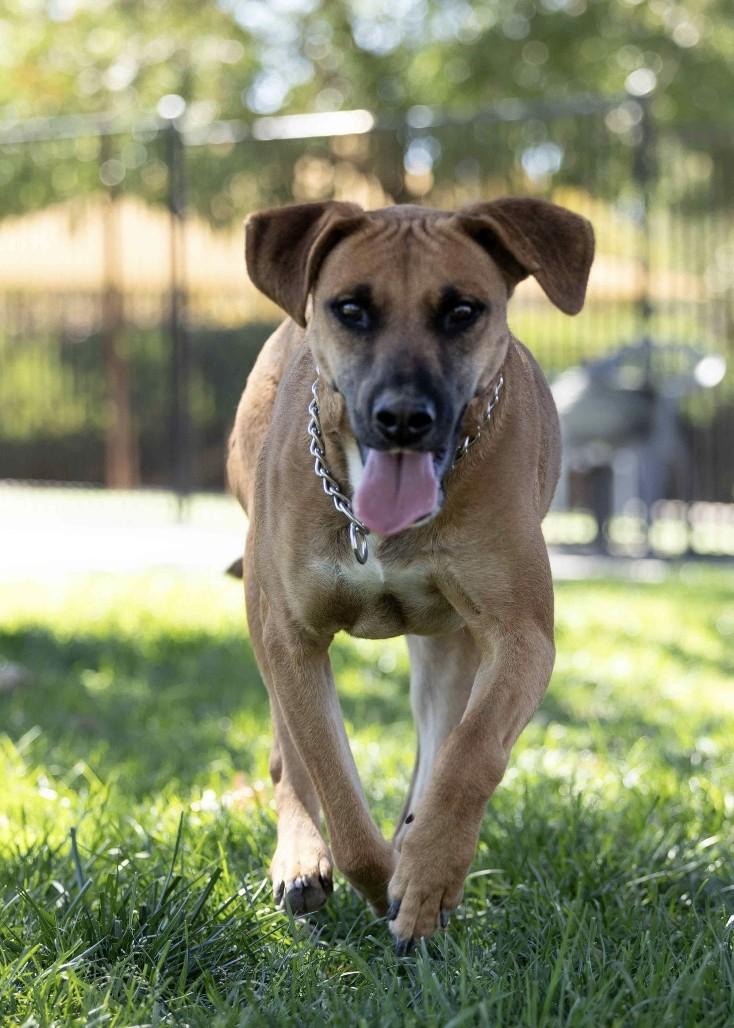 Reba, a Adoptable mixed breed in Dublin, CA image 4/6