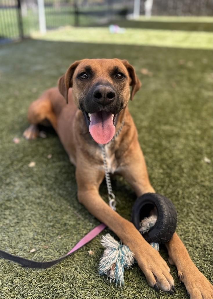 Reba, a Adoptable mixed breed in Dublin, CA image 5/6