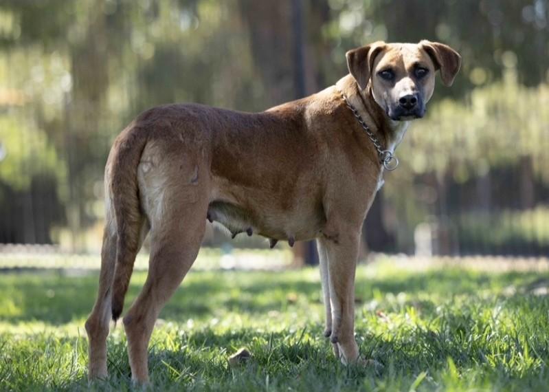 Reba, a Adoptable mixed breed in Dublin, CA image 6/6