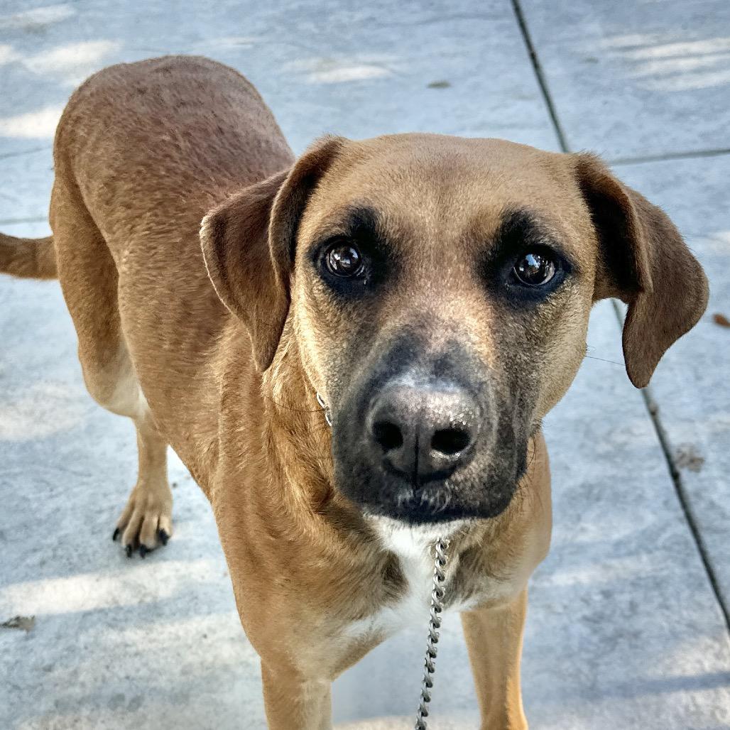 Reba, a Adoptable mixed breed in Dublin, CA image 2/6