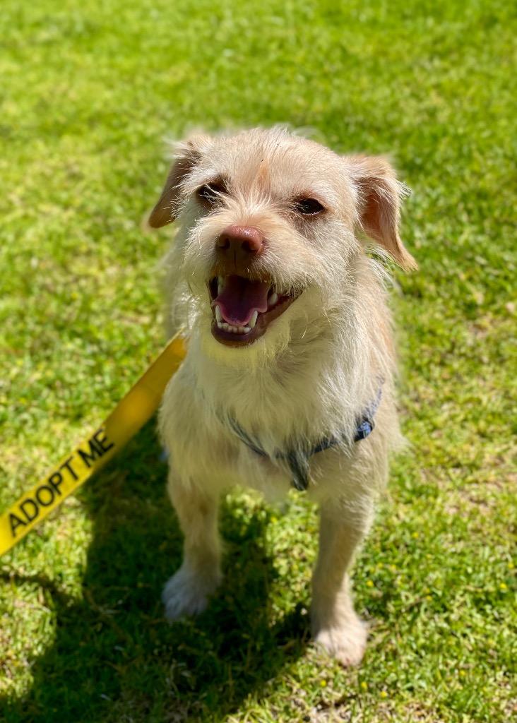 Enlarge Lippy, a Adoptable mixed breed in Thousand Oaks, CA image 1/6